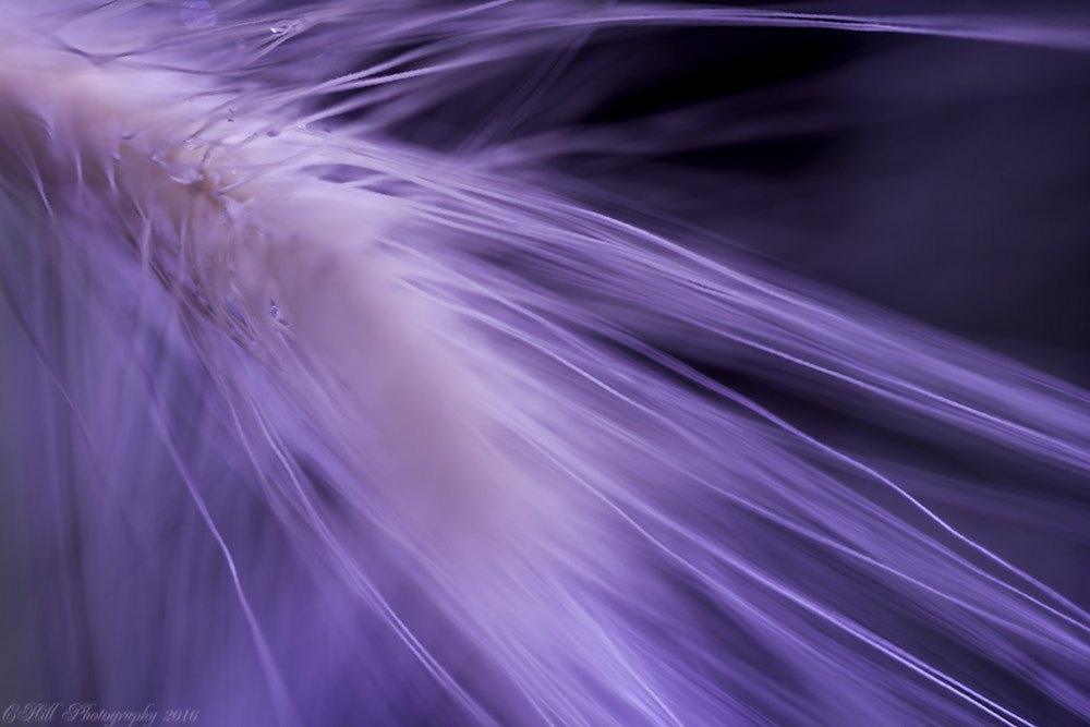 Canon EF 100mm F2.8 Macro USM sample photo. Fuzzy weeds photography