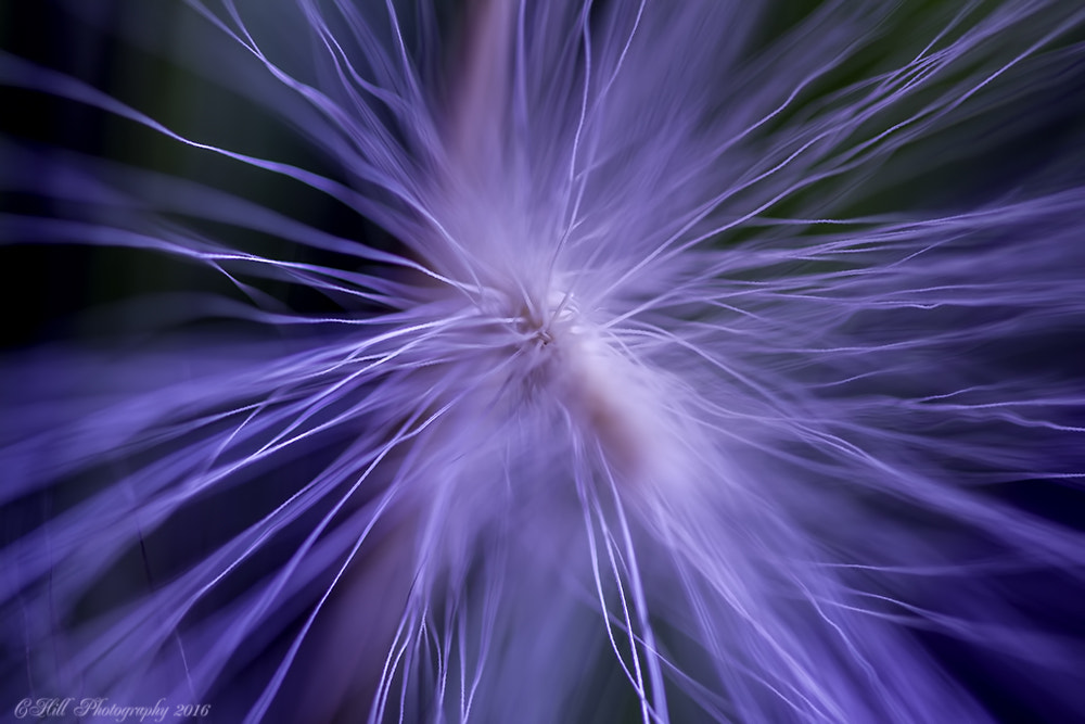 Canon EF 100mm F2.8 Macro USM sample photo. Fuzzy weeds photography