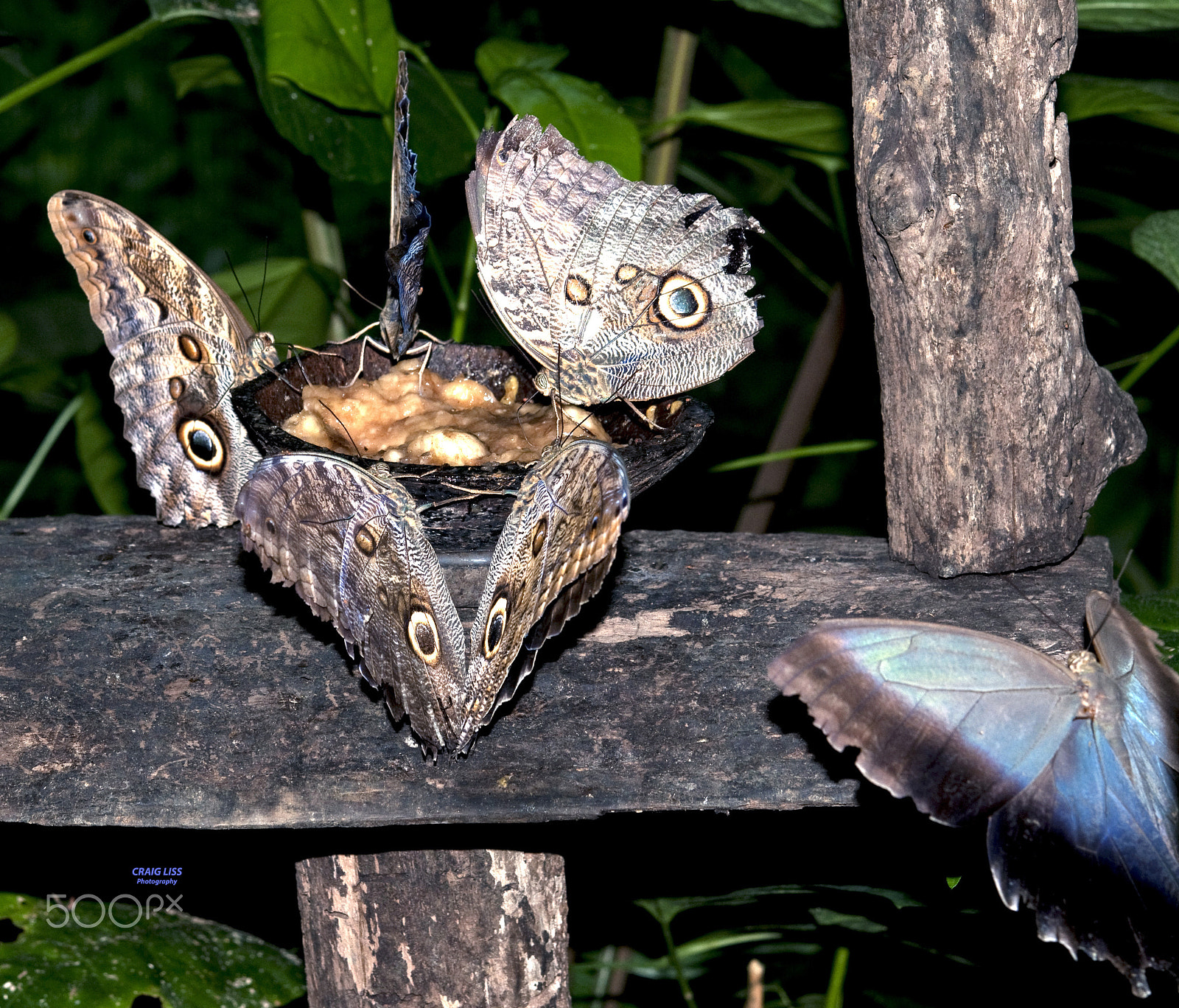 Nikon AF-S Micro-Nikkor 60mm F2.8G ED sample photo. Butterflies at meal time photography