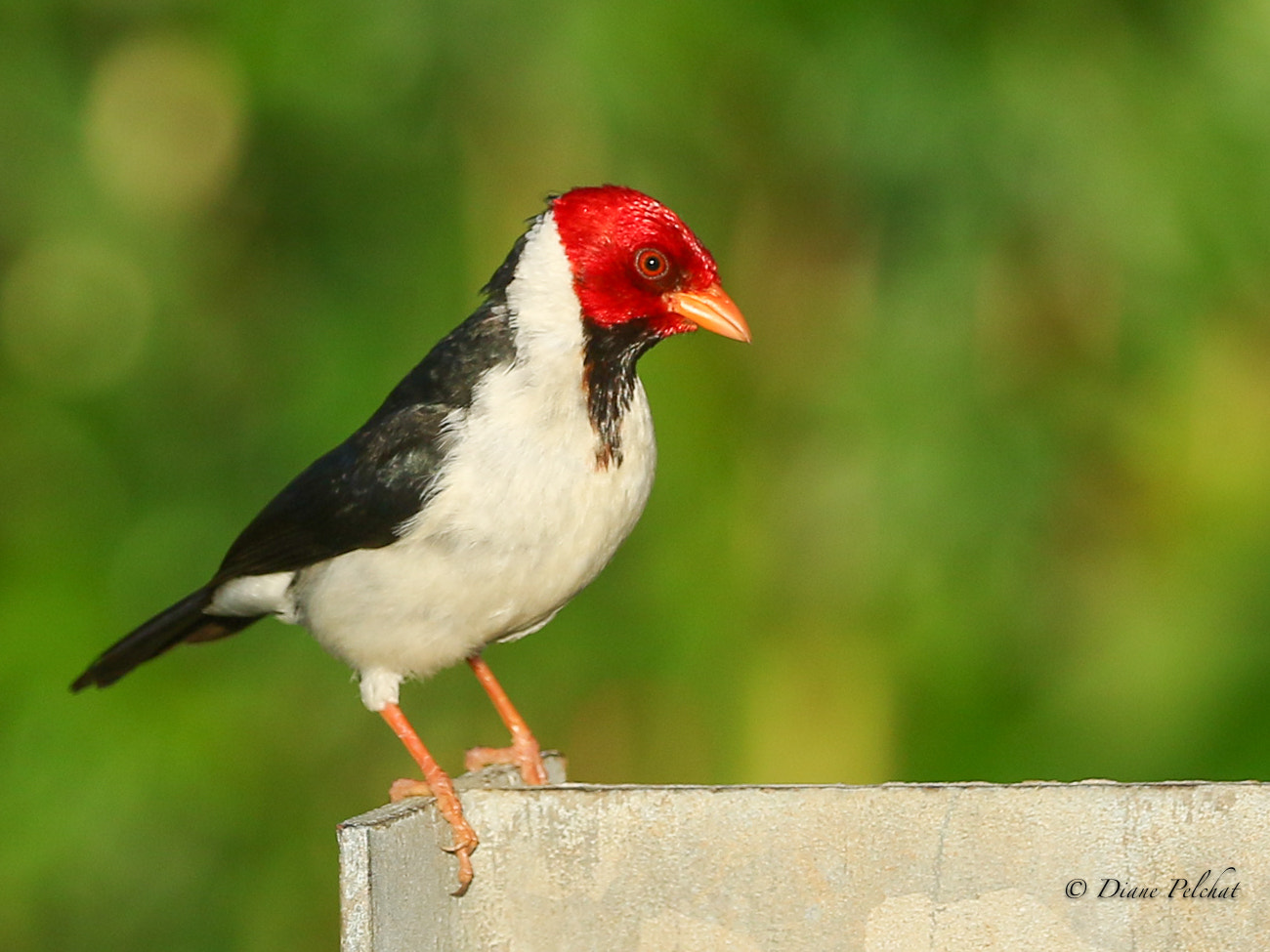 Canon EF 100-400mm F4.5-5.6L IS II USM sample photo. Yellow-billed cardinal photography