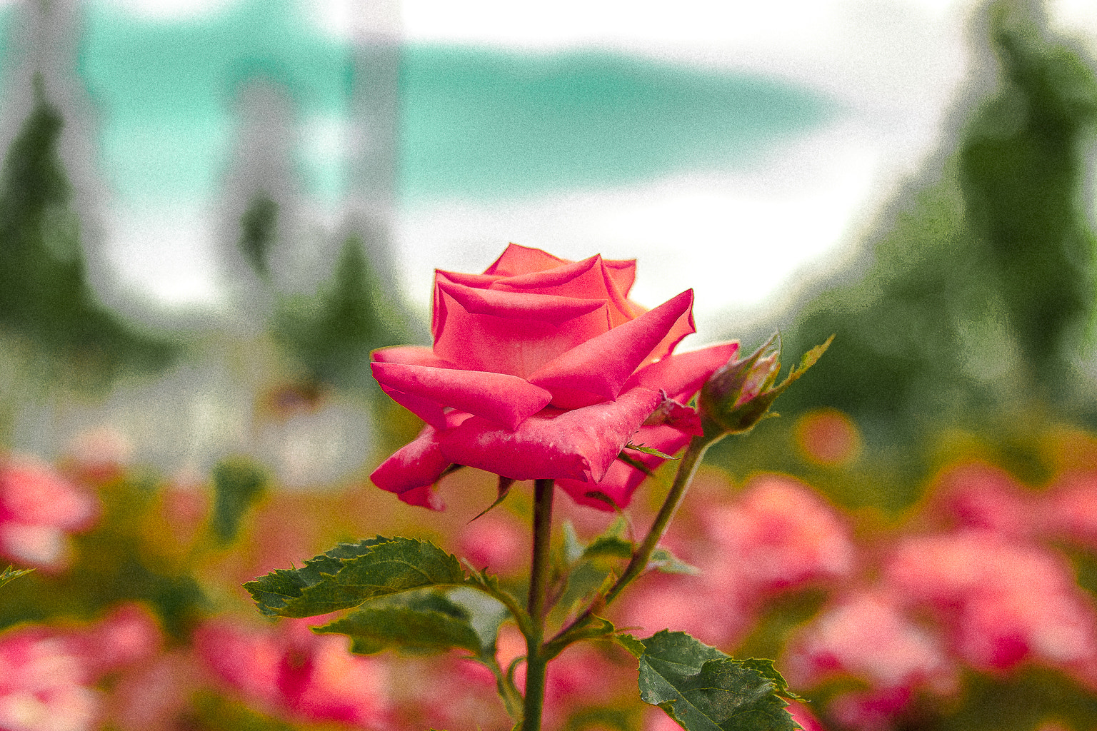 Sigma 24-70mm F2.8 EX DG Macro sample photo. Rose  photography