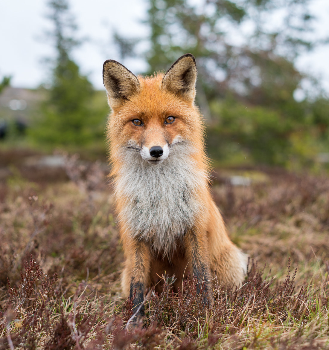 E 50mm F2 sample photo. The fox photography