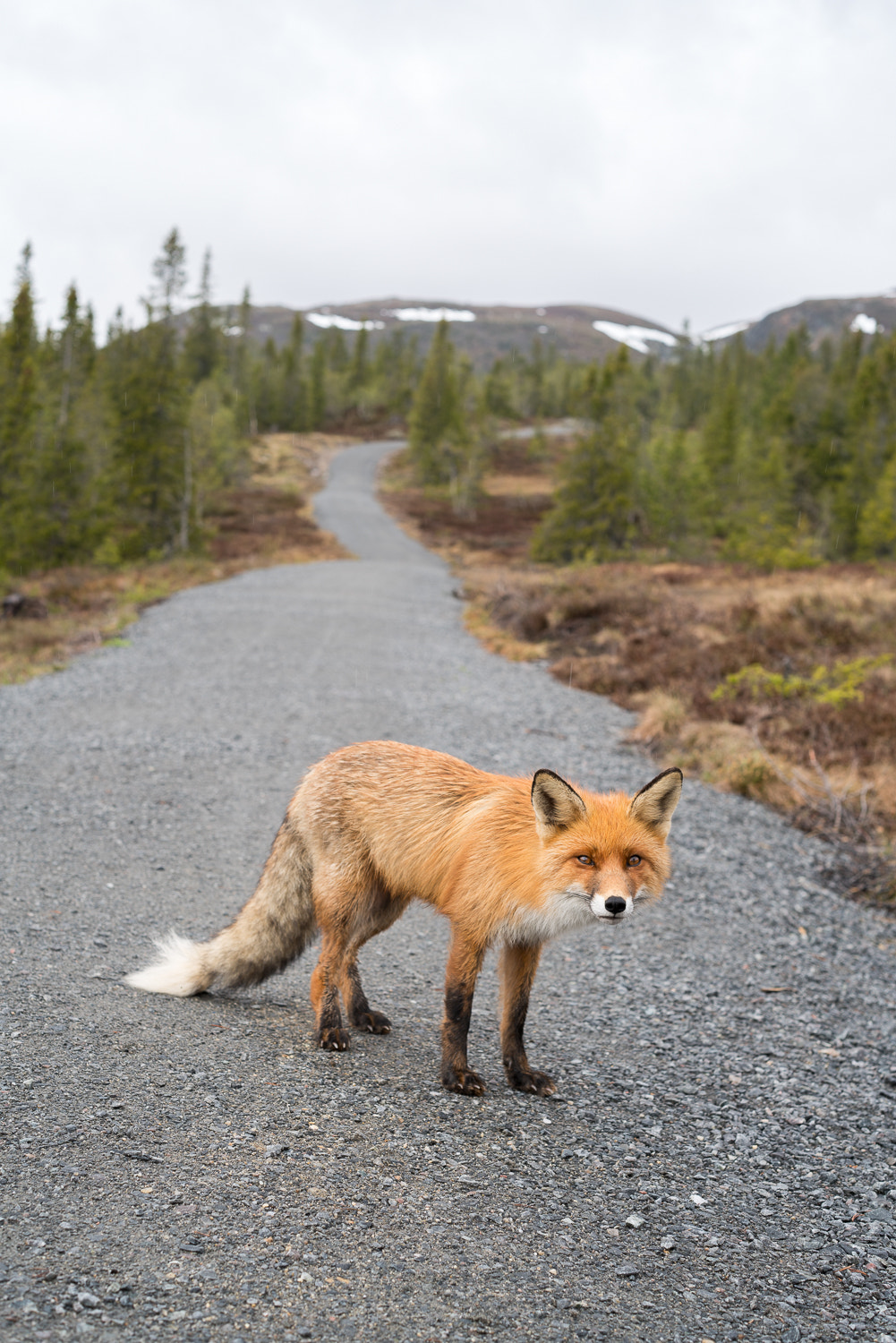 E 50mm F2 sample photo. The fox photography