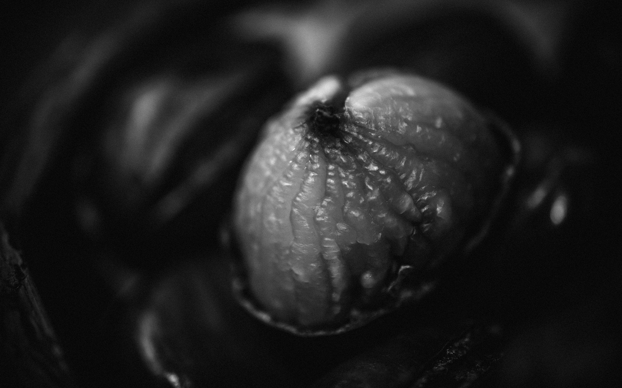 Nikon AF-S DX Micro Nikkor 40mm F2.8 sample photo. Black and white chestnuts photography