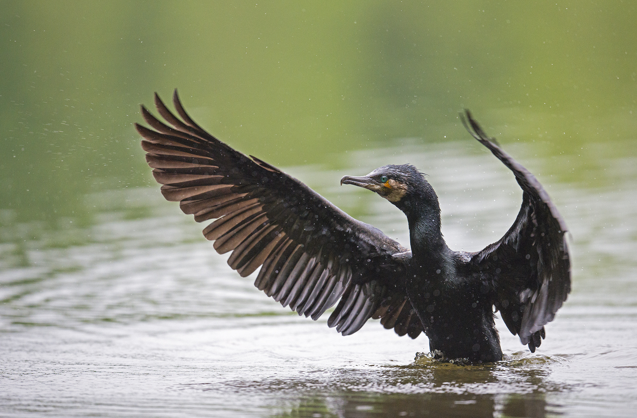 Nikon AF-S Nikkor 500mm F4E FL ED VR sample photo. Grand cormoran photography