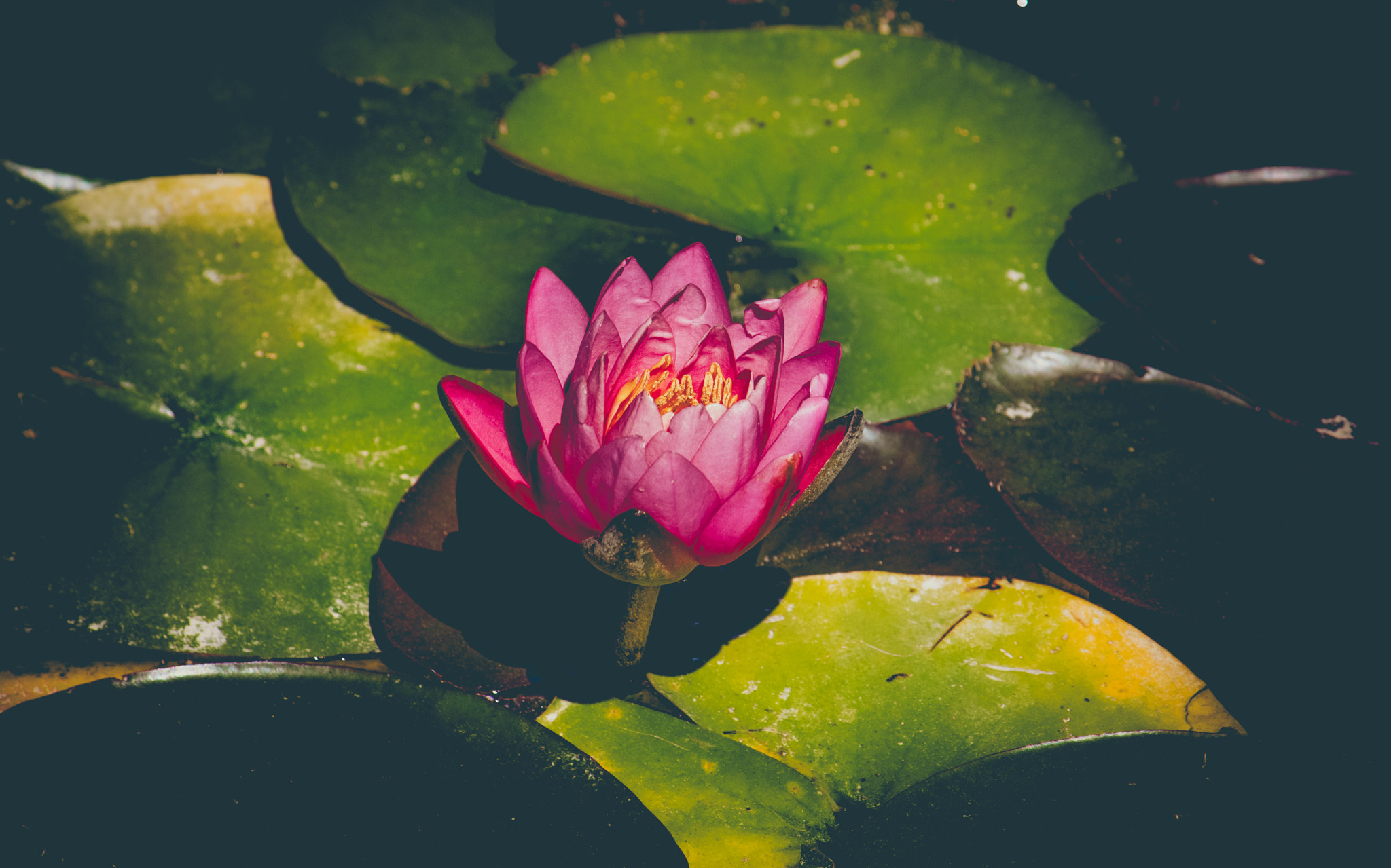 Canon EF-S 55-250mm F4-5.6 IS sample photo. Water lily !! photography