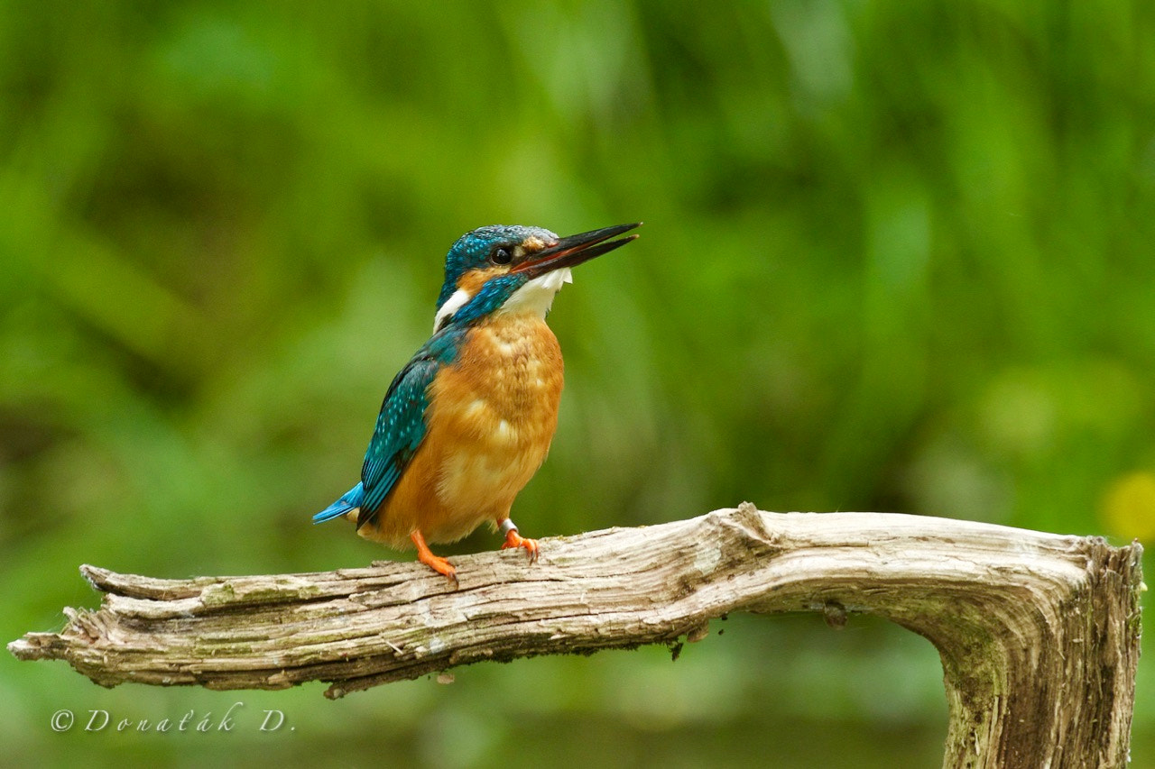 Canon EF 200-400mm F4L IS USM Extender 1.4x sample photo. Ledňáček říční (alcedo atthis) photography