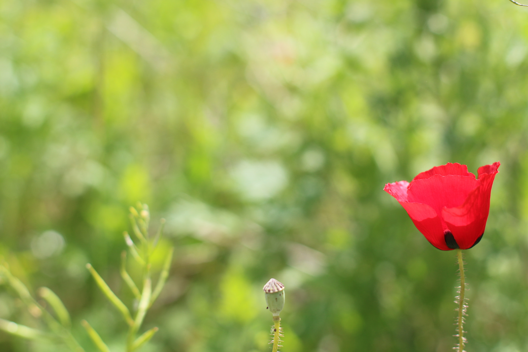 Canon EOS 700D (EOS Rebel T5i / EOS Kiss X7i) + Canon EF 50mm F1.4 USM sample photo. Papaver rhoeas photography