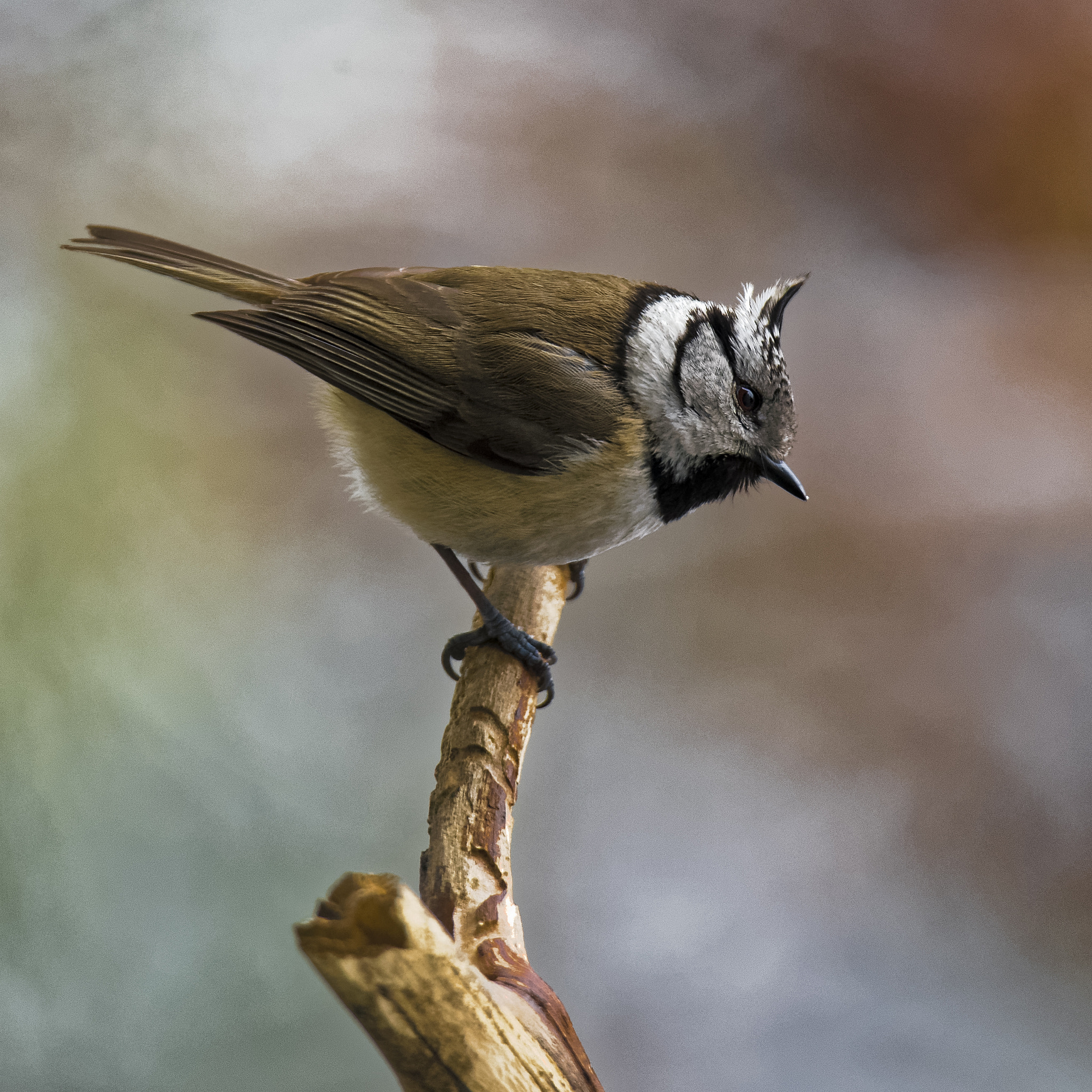 Nikon Df sample photo. European crested tit photography