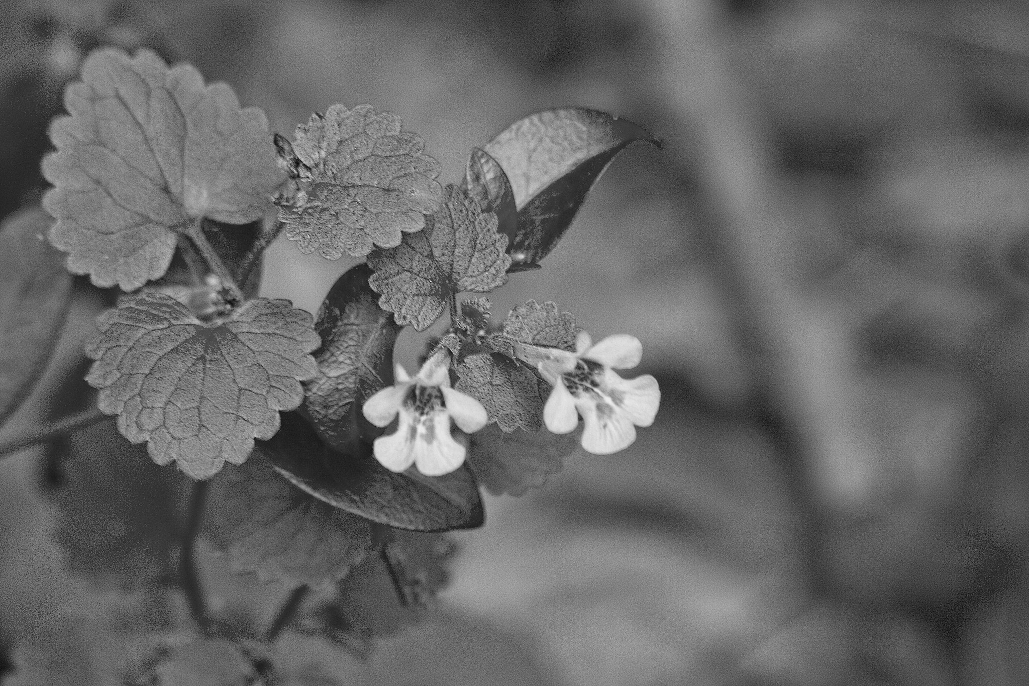 Canon EOS 400D (EOS Digital Rebel XTi / EOS Kiss Digital X) sample photo. B&w wildflower photography