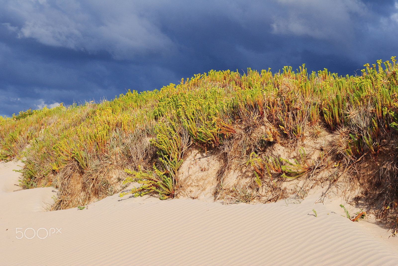 Nikon D3000 sample photo. Dune stripes photography