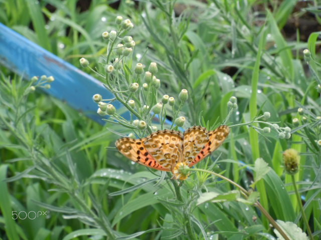 Nikon Coolpix S6000 sample photo. Butterfly photography