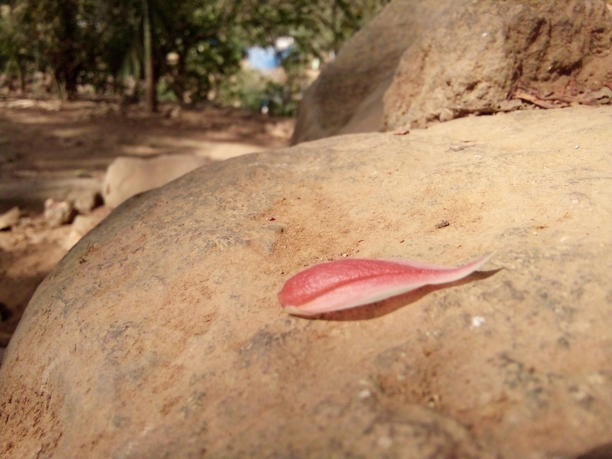 OPPO 1201 sample photo. Alone leaf photography