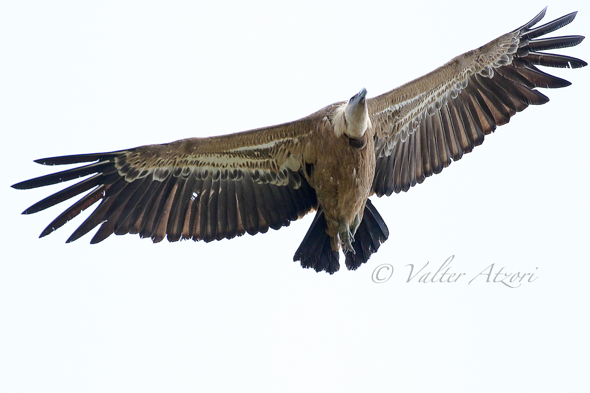 Canon EF 100-400mm F4.5-5.6L IS II USM sample photo. Griffin photography