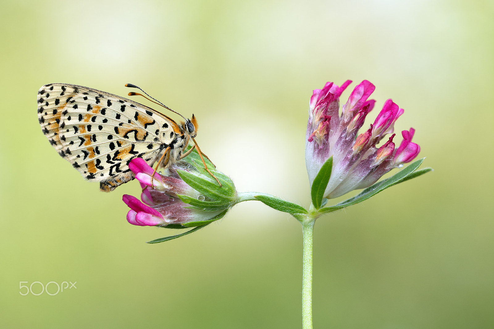 Sigma 150mm F2.8 EX DG OS Macro HSM sample photo. Melitea dydima photography