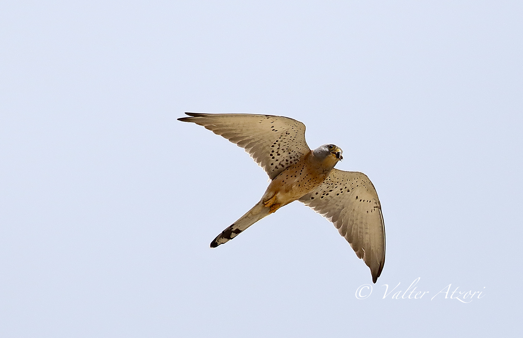 Canon EOS 7D Mark II + Canon EF 100-400mm F4.5-5.6L IS II USM sample photo. Lesser kestrel photography