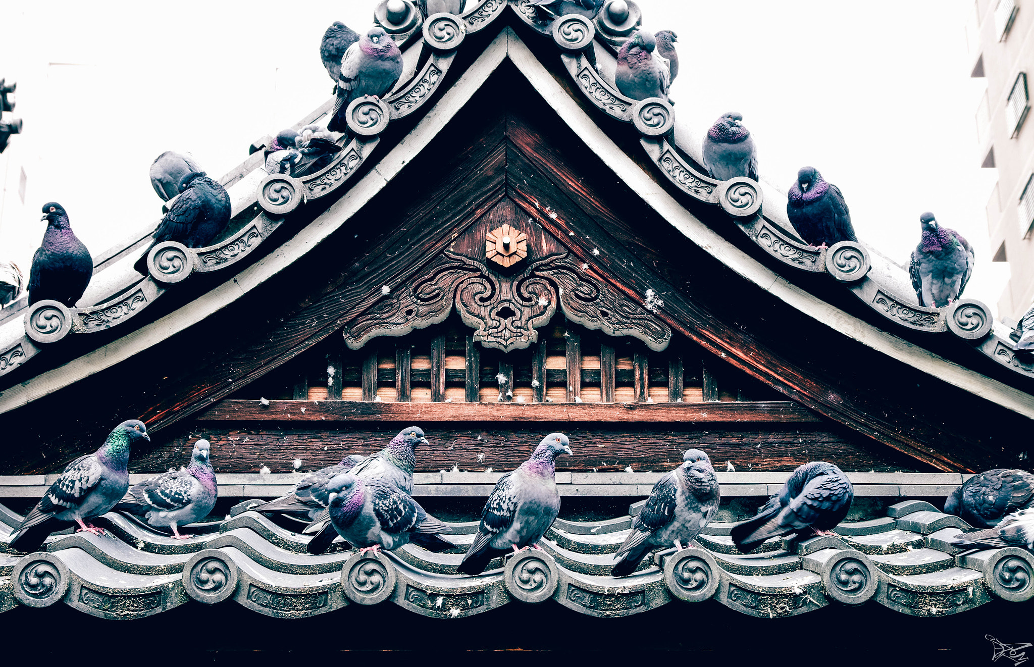 Sigma 17-70mm F2.8-4 DC Macro OS HSM sample photo. Pigeon triangle - 六角堂 photography