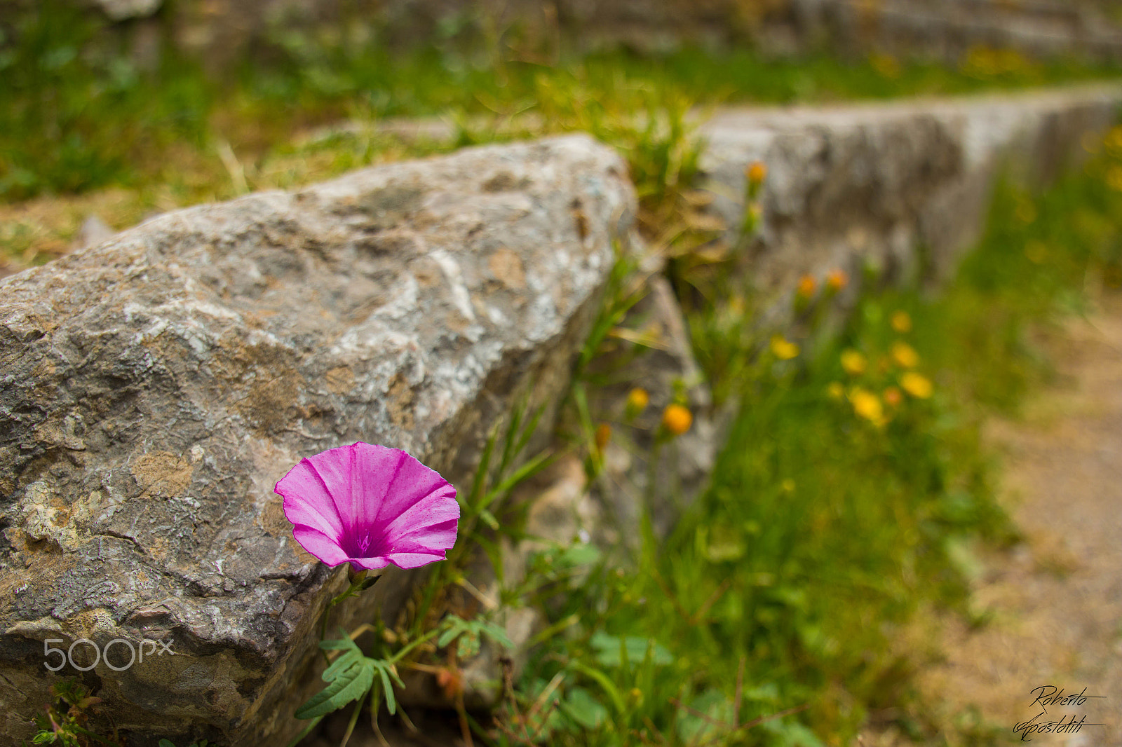 Canon EF 24-105mm F3.5-5.6 IS STM sample photo. The unbearable lightness of being photography