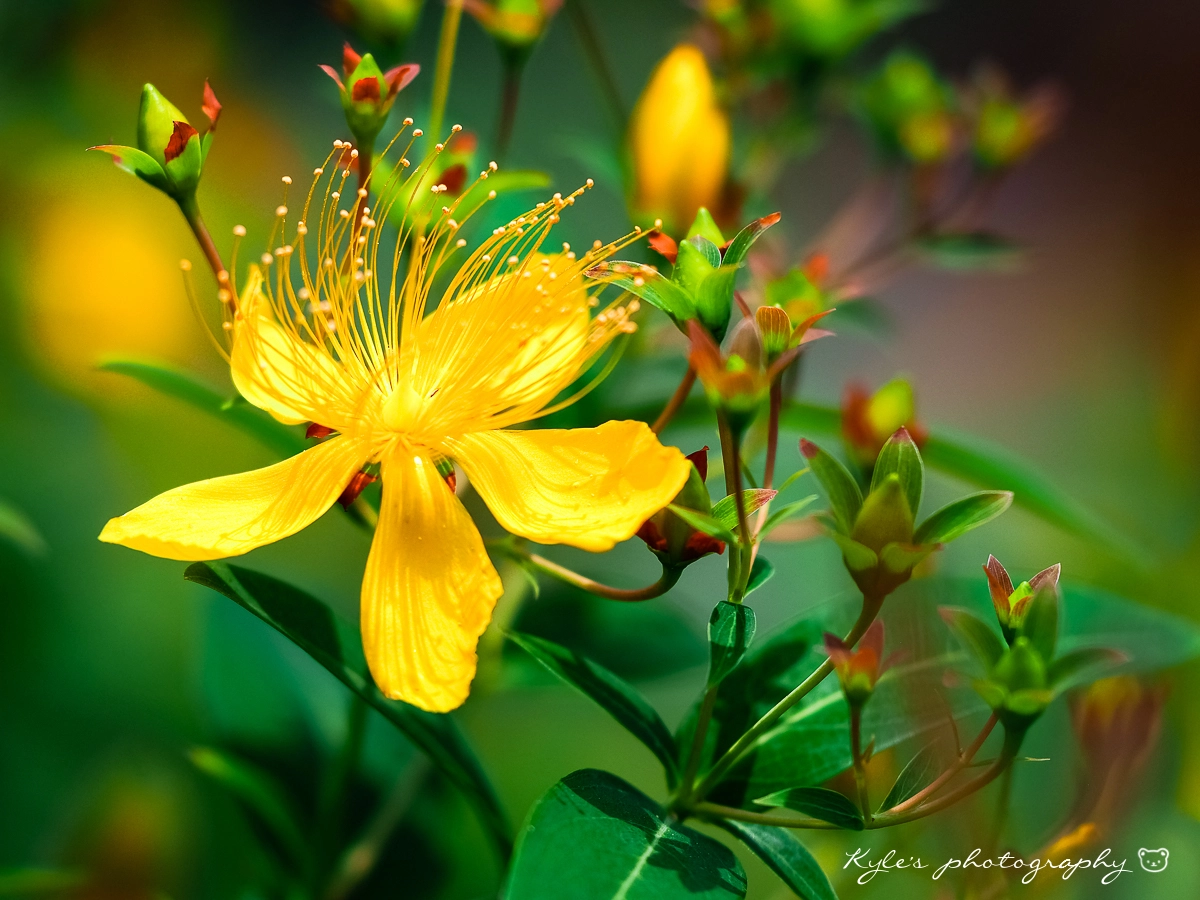 Olympus OM-D E-M1 + Sigma 150mm F2.8 EX DG Macro HSM sample photo. 金絲桃 photography