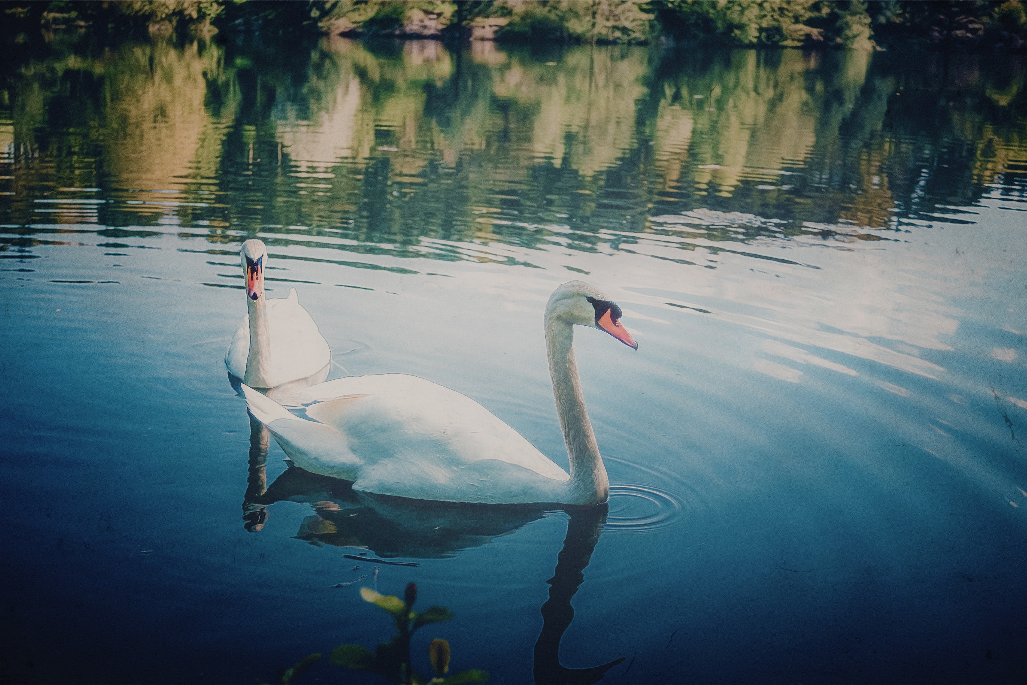 Canon EF 35-70mm f/3.5-4.5 sample photo. Swan photography