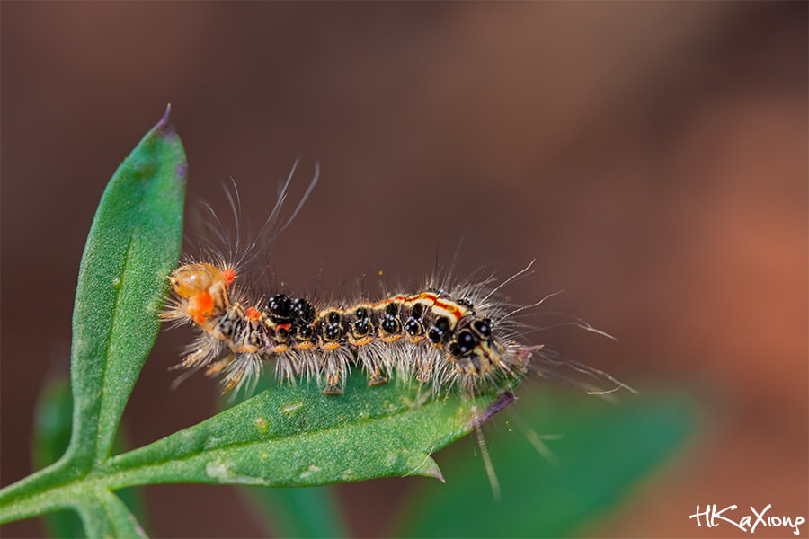 Canon EF-S 60mm F2.8 Macro USM sample photo. Insect photography