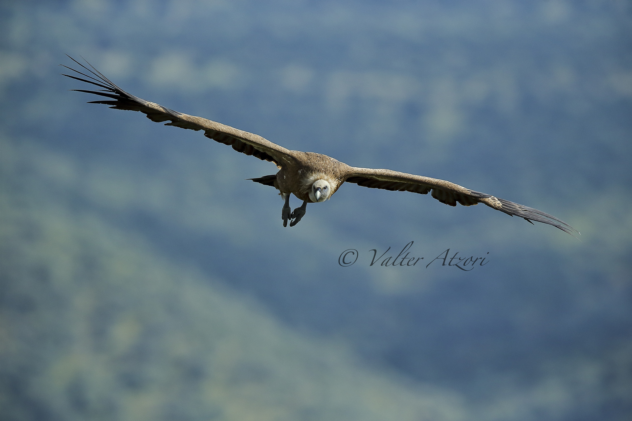 Canon EF 400mm F2.8L IS II USM sample photo. Griffin - 2 photography