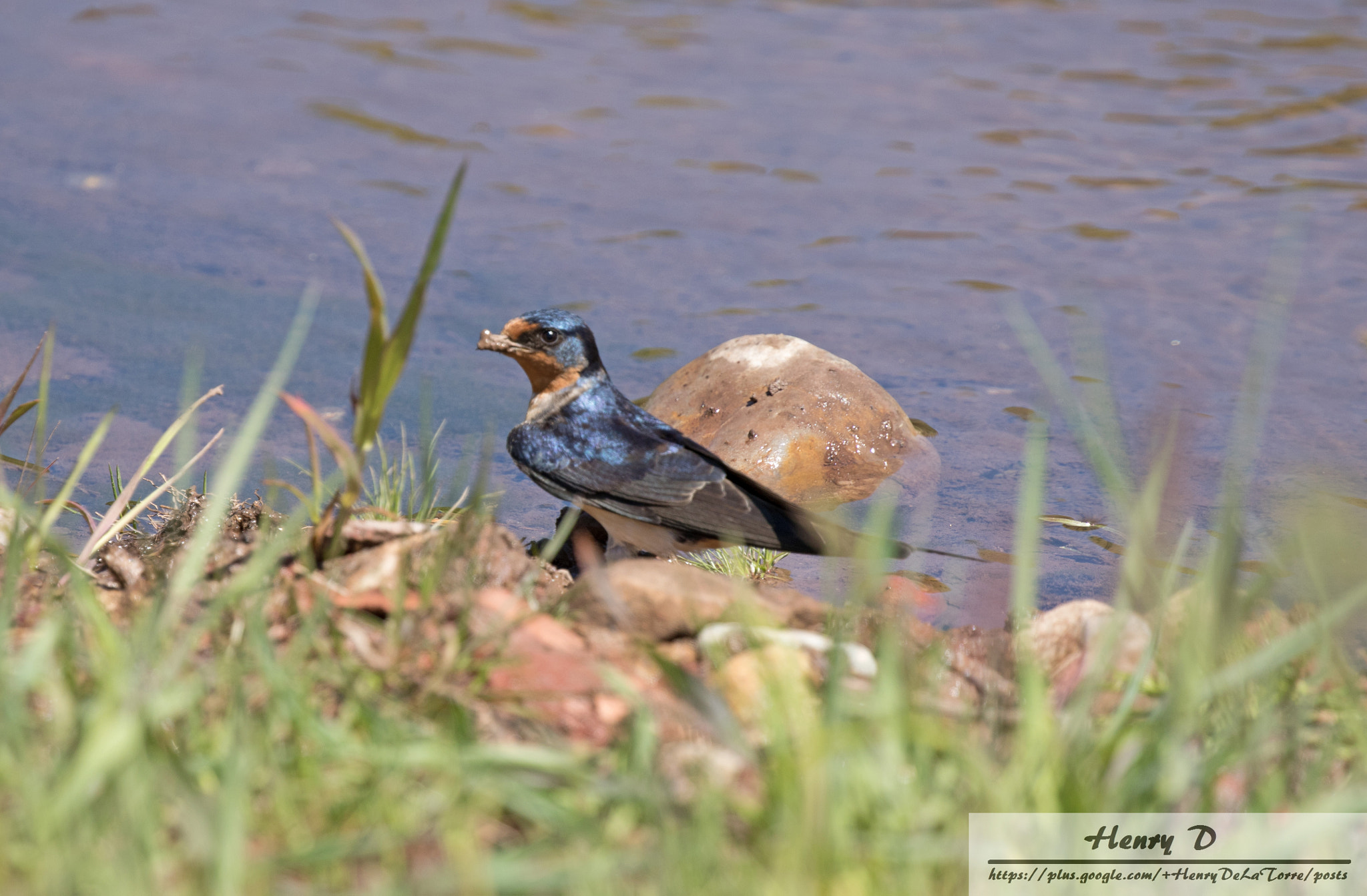 Canon EOS 7D Mark II + Canon EF 100-400mm F4.5-5.6L IS II USM sample photo. Barn swallow photography