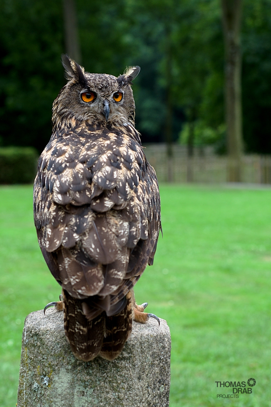 Nikon D7000 + Sigma 50mm F1.4 DG HSM Art sample photo. Owl photography