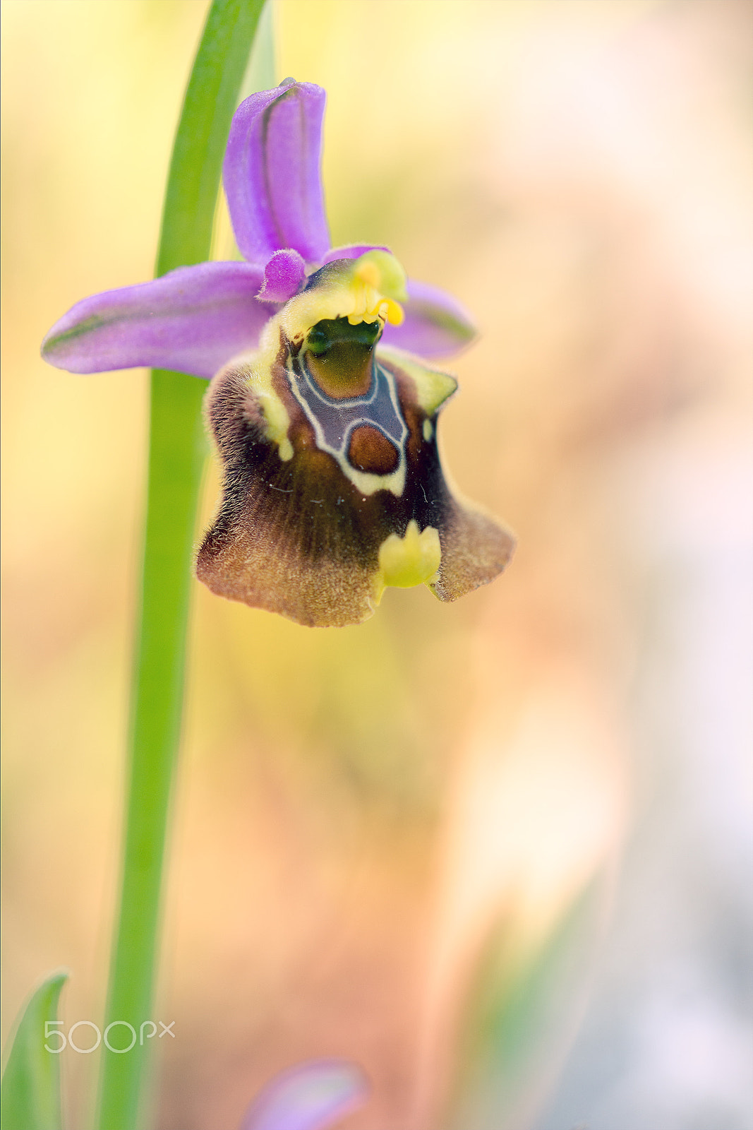 Sigma 150mm F2.8 EX DG OS Macro HSM sample photo. Ophrys fuciflora var tardans photography