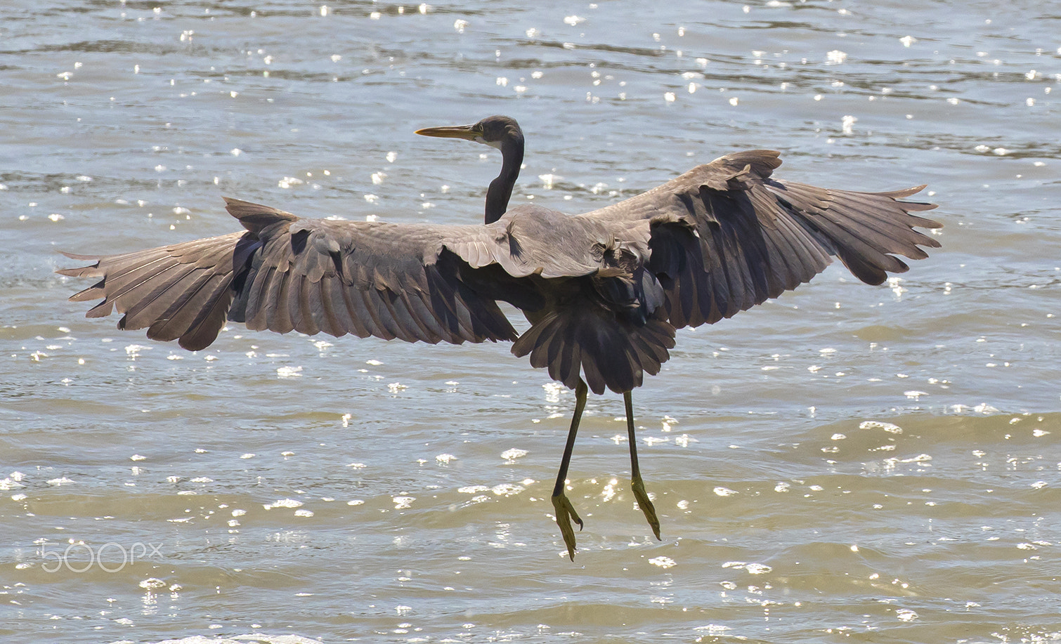 Canon EOS 7D Mark II + Canon EF 100-400mm F4.5-5.6L IS II USM sample photo. Egret flying photography