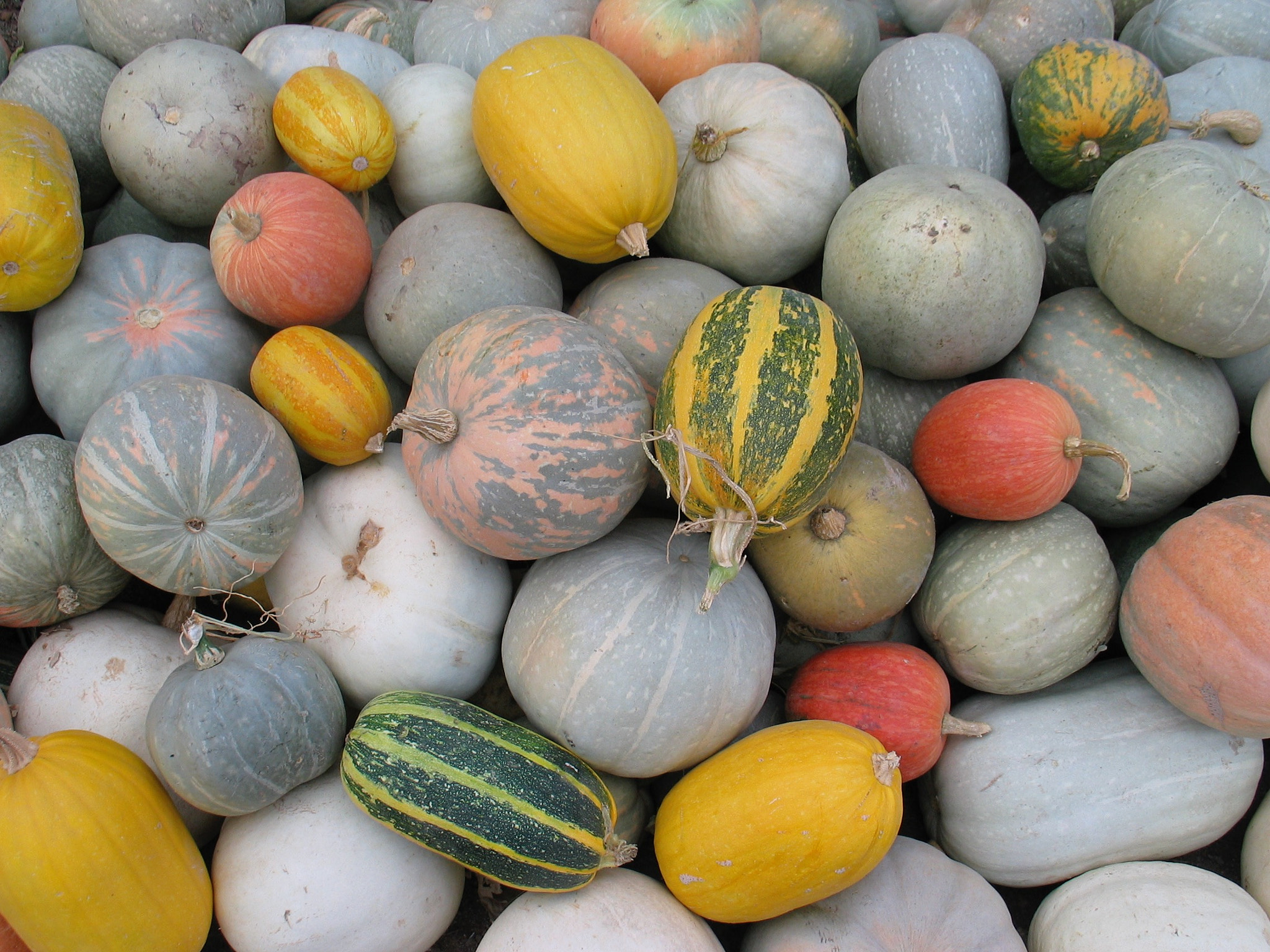 Canon POWERSHOT G3 sample photo. Pile of pumpkin varieties photography