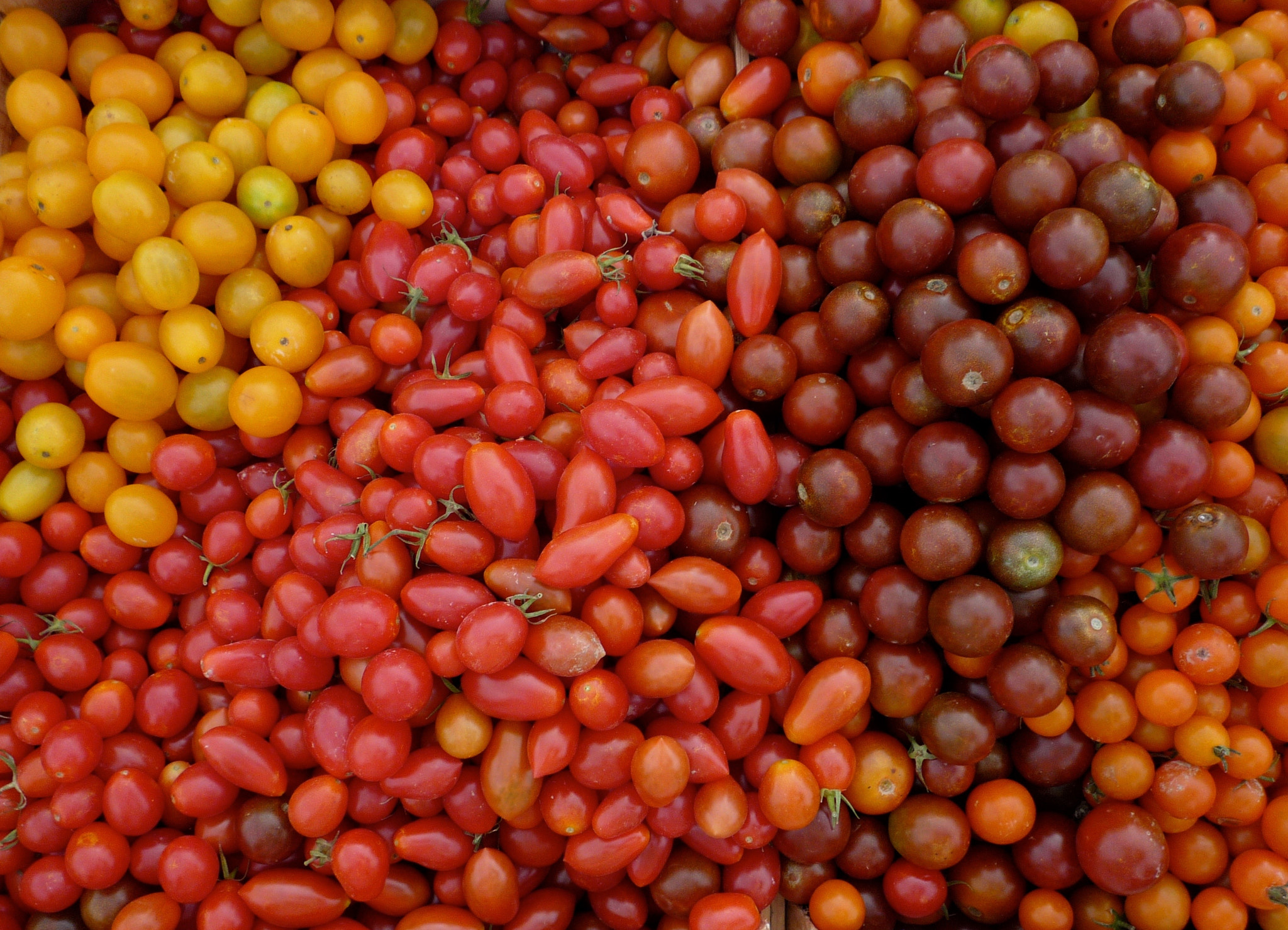 Panasonic DMC-FX35 sample photo. Cherry tomato varieties photography