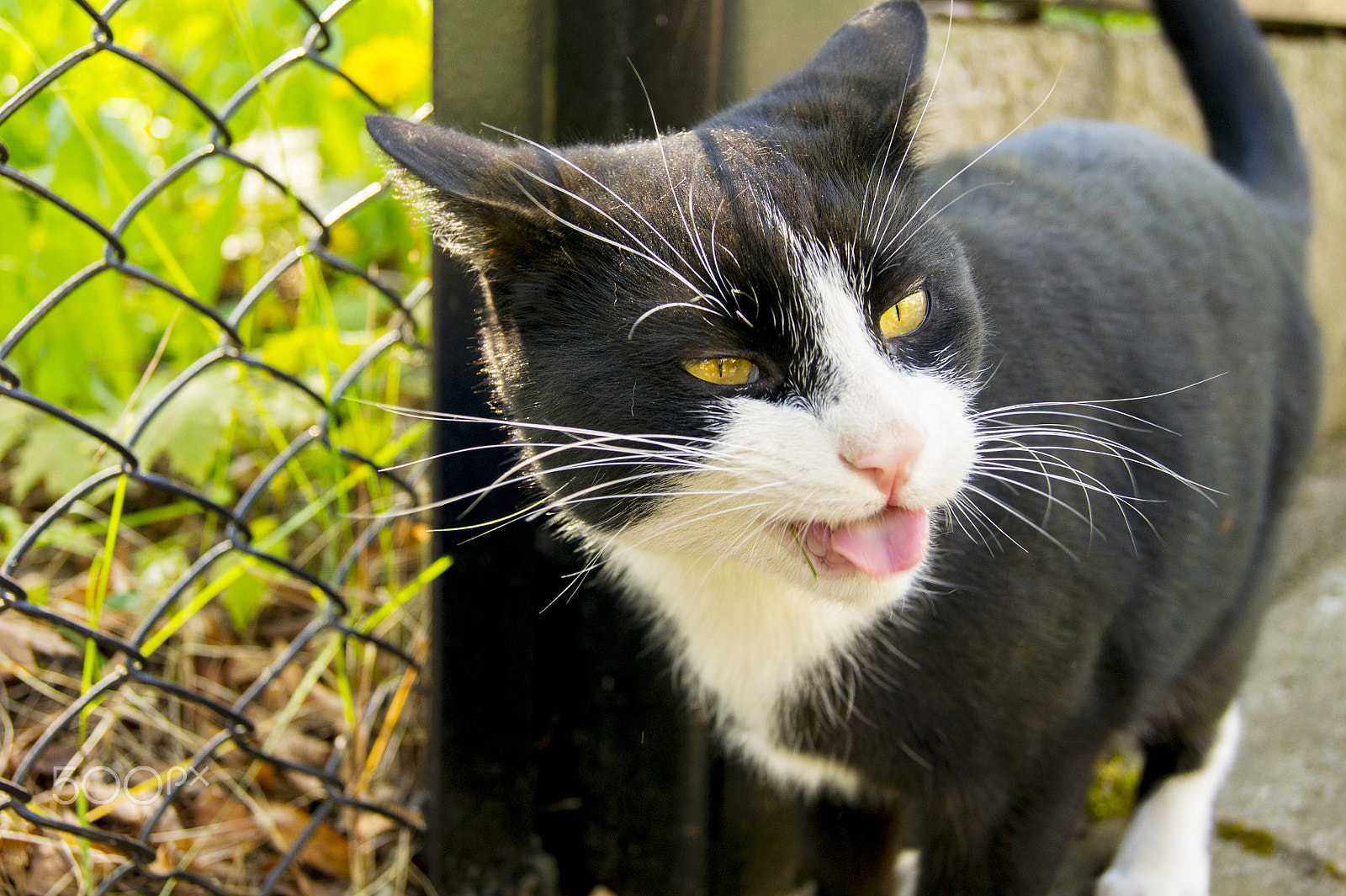 Sony Alpha DSLR-A450 + Sony DT 18-55mm F3.5-5.6 SAM sample photo. What's uuuup! photography