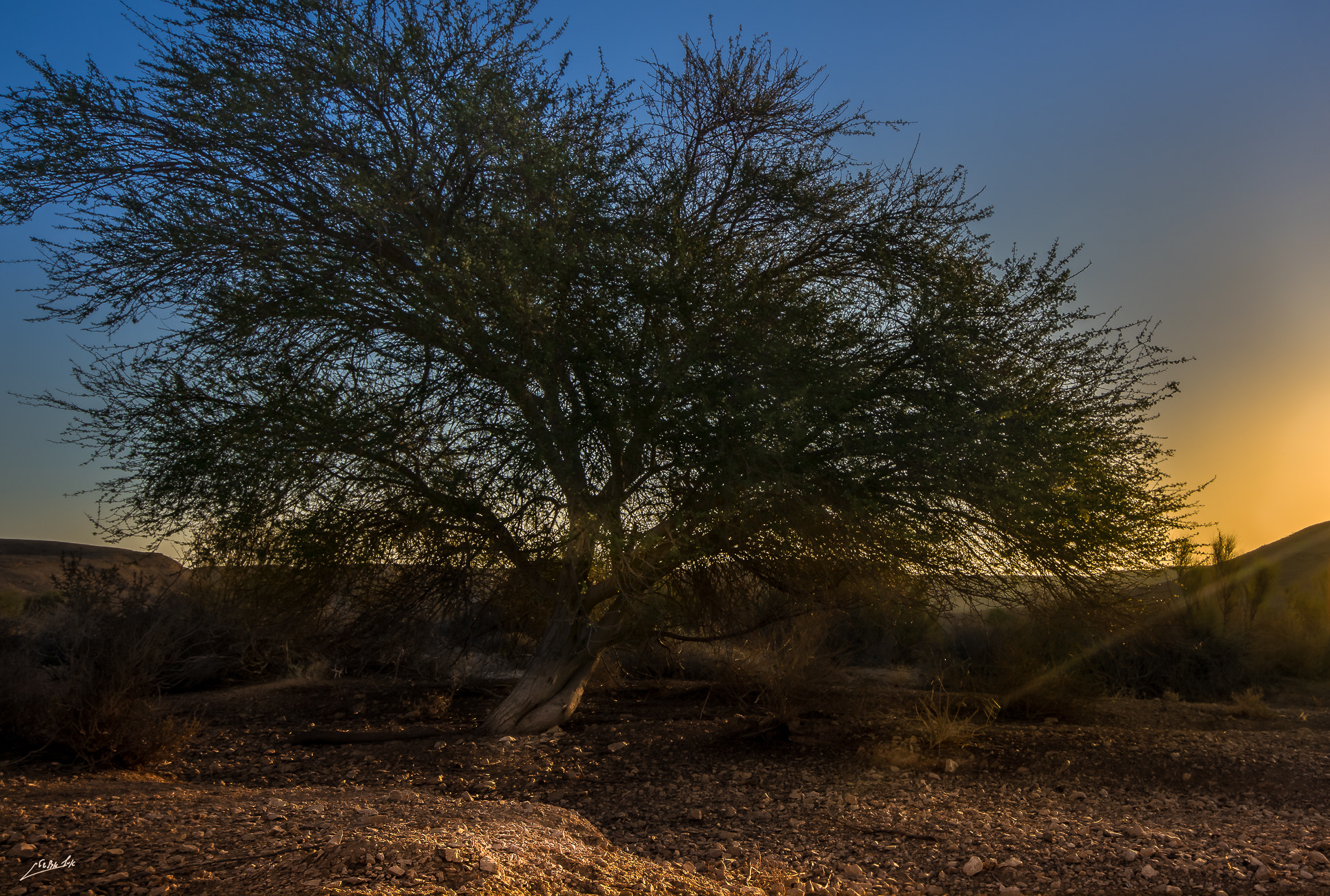 Sigma AF 10-20mm F4-5.6 EX DC sample photo. Acacia tree in the desert. photography