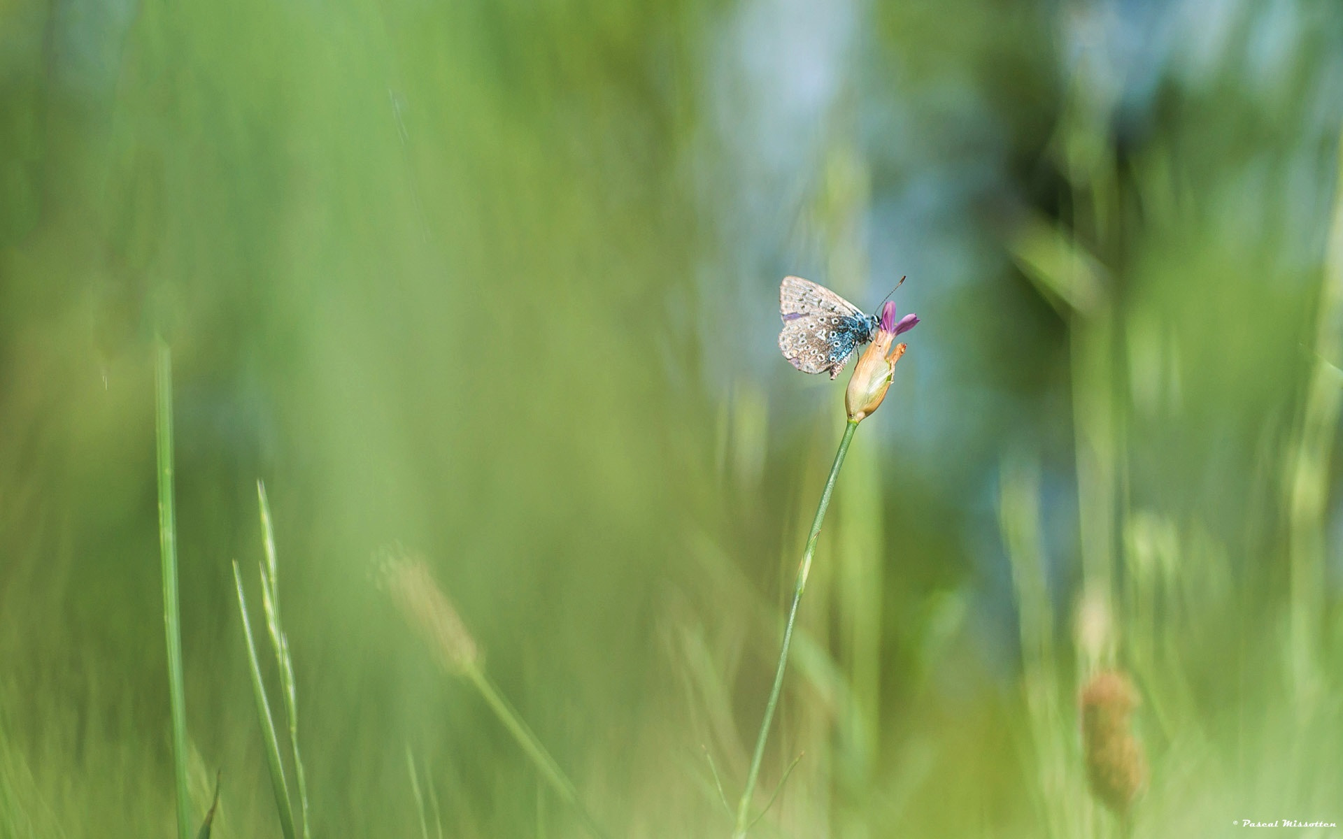 Nikon D90 + AF Micro-Nikkor 60mm f/2.8 sample photo. "haut perché" photography