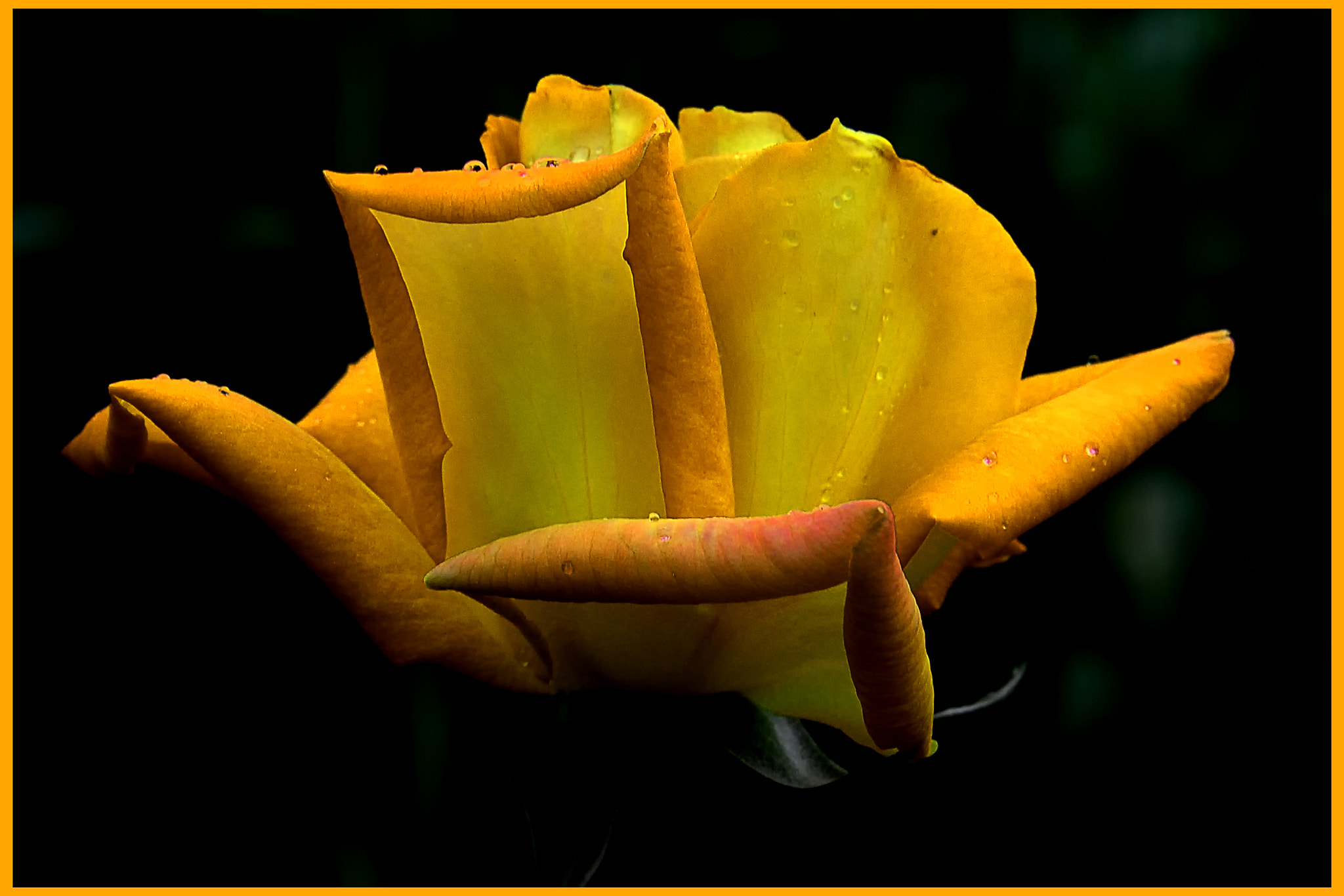 Nikon AF Nikkor 24-85mm F2.8-4D IF sample photo. Flower photography