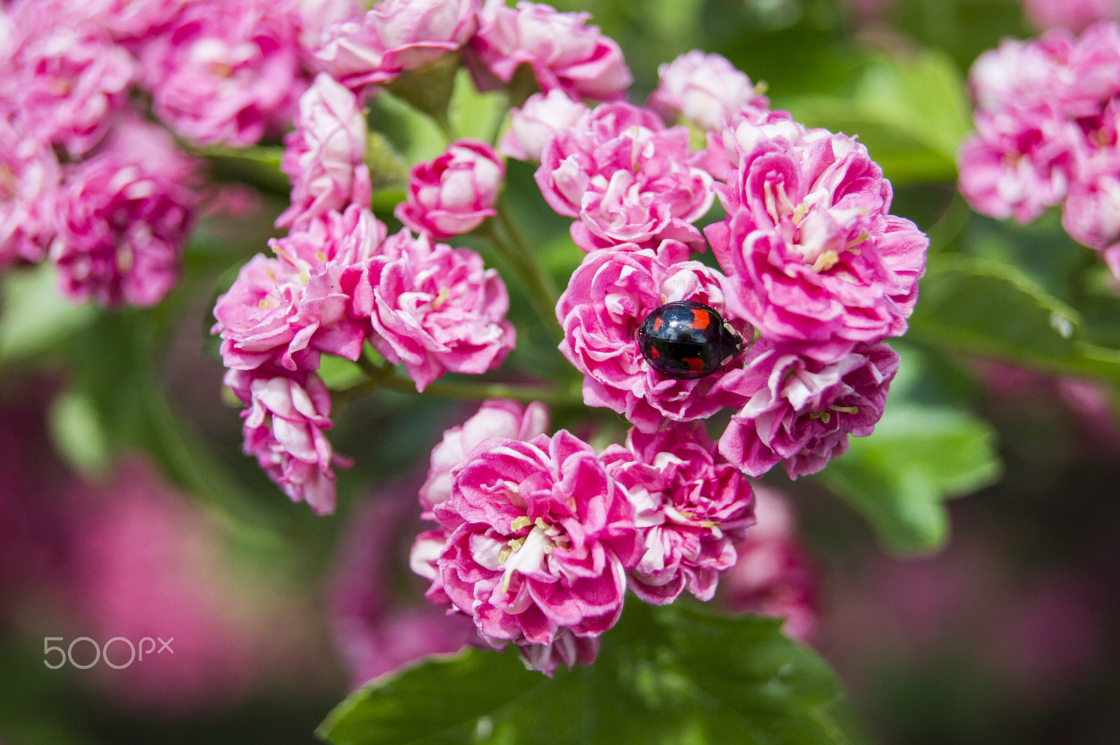 Sony Alpha DSLR-A450 + Sony DT 18-55mm F3.5-5.6 SAM sample photo. Decorative hawthorn photography