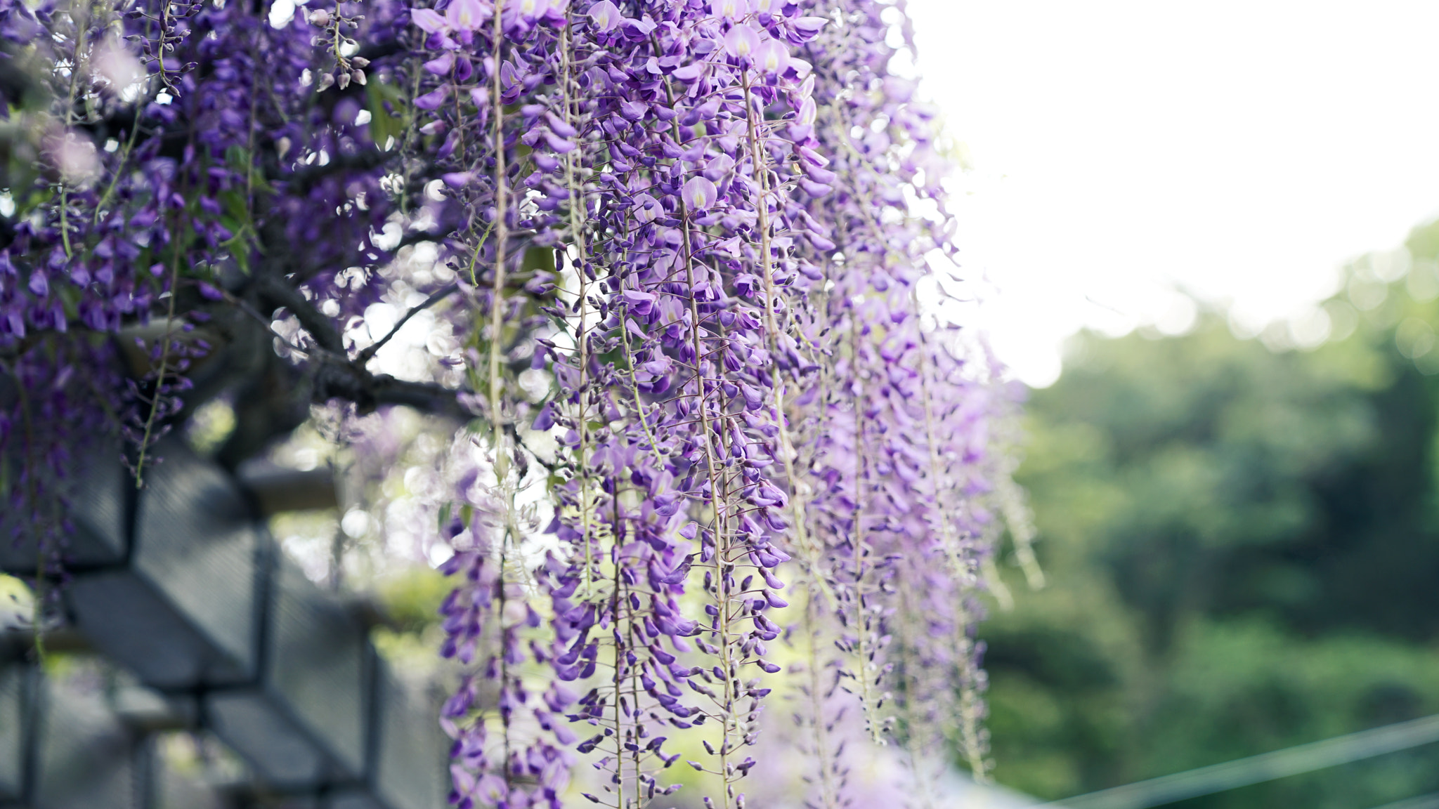 Sony a7 II sample photo. Wisteria photography