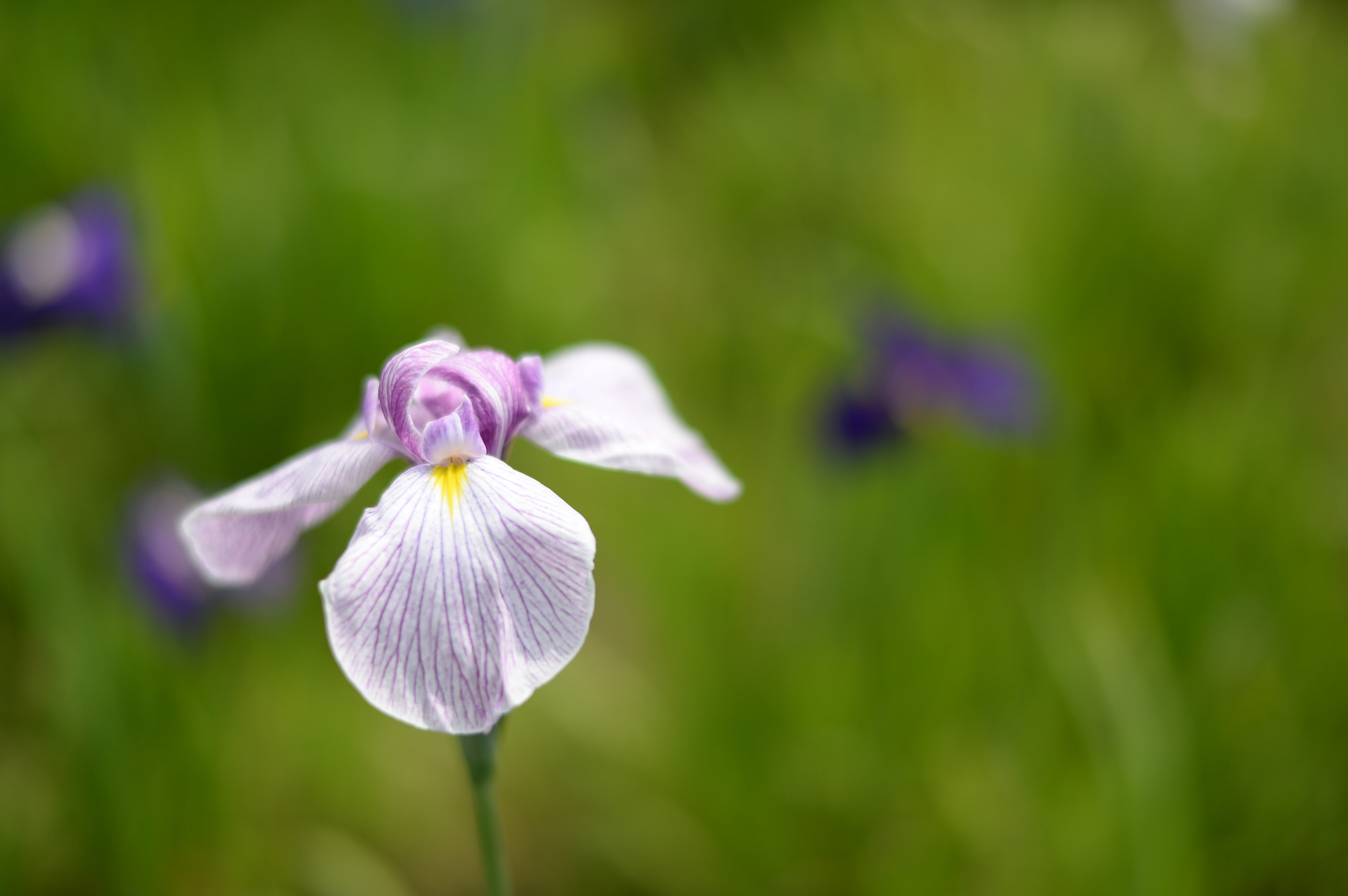 Nikon Df + Nikon AF-S Nikkor 58mm F1.4G sample photo. Iris photography
