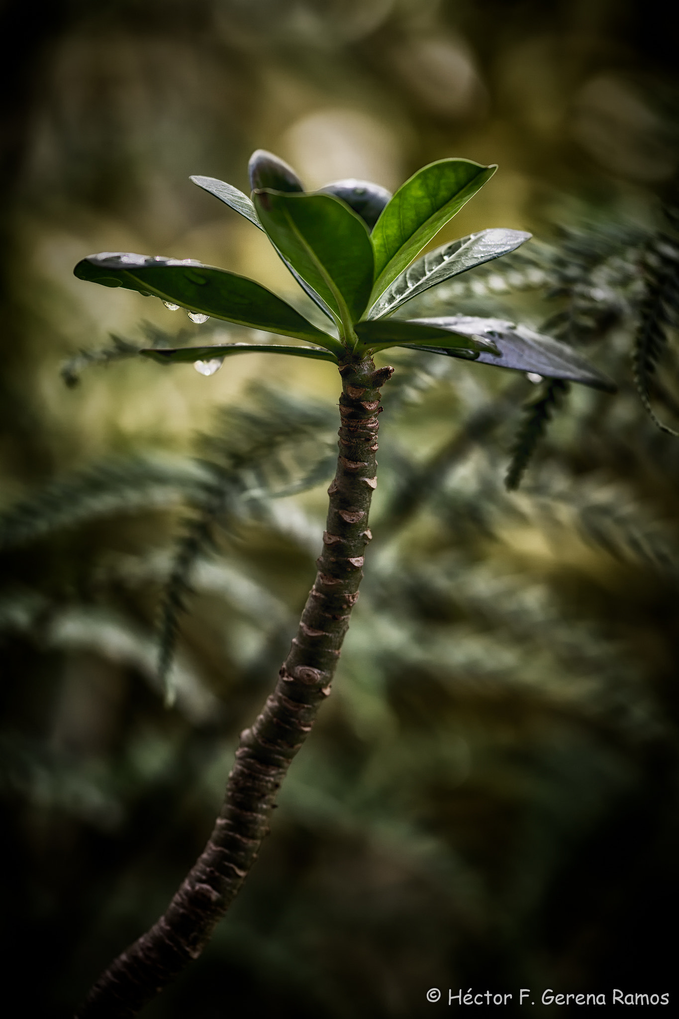 Sigma APO Macro 180mm F2.8 EX DG OS HSM sample photo. Up photography