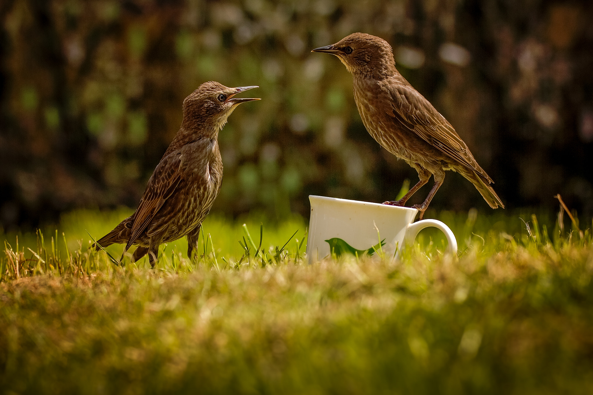 150-600mm F5-6.3 DG OS HSM | Sports 014 sample photo. Catching up over a cuppa.jpg photography