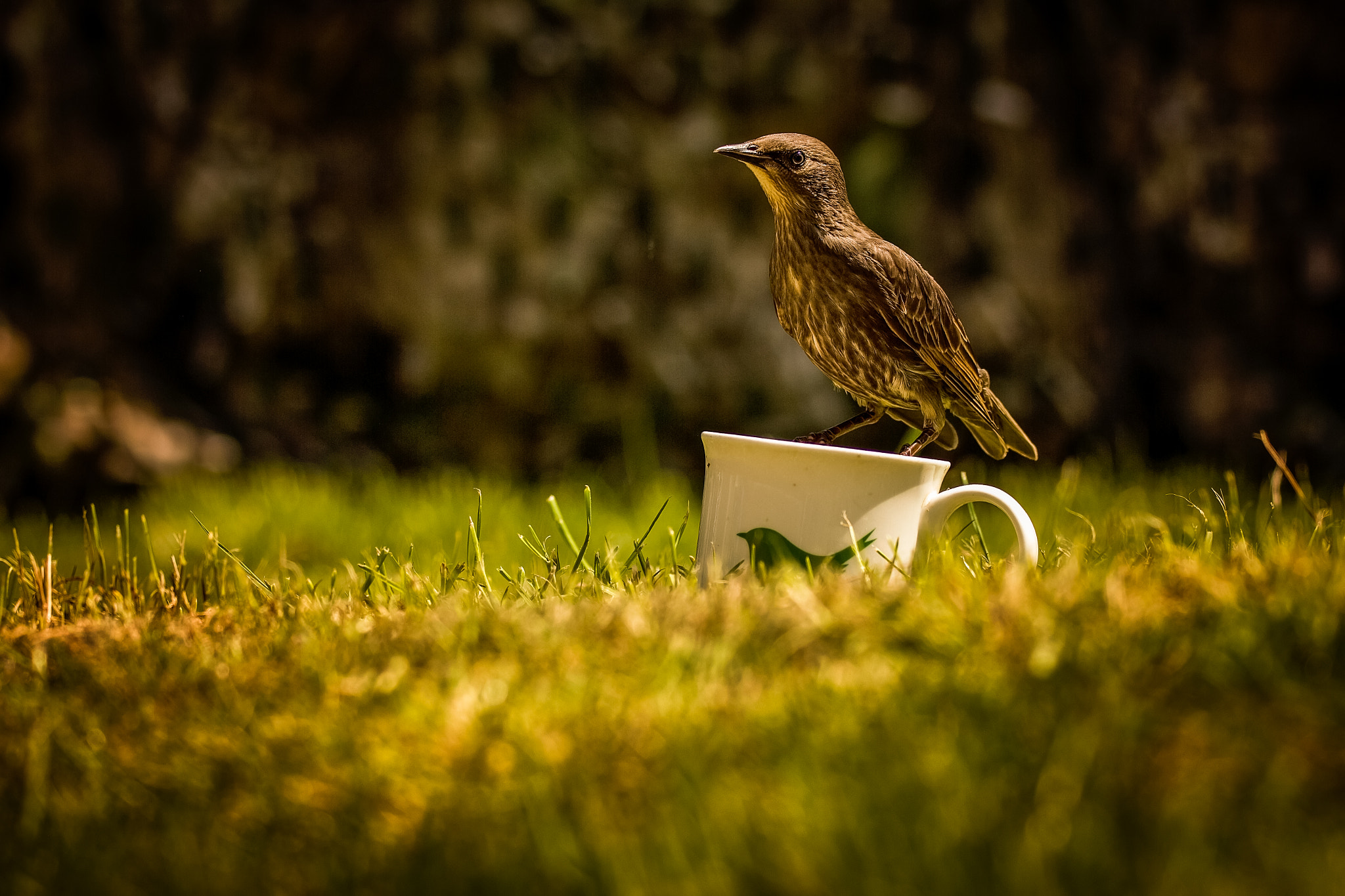 150-600mm F5-6.3 DG OS HSM | Sports 014 sample photo. First cup of the day.jpg photography