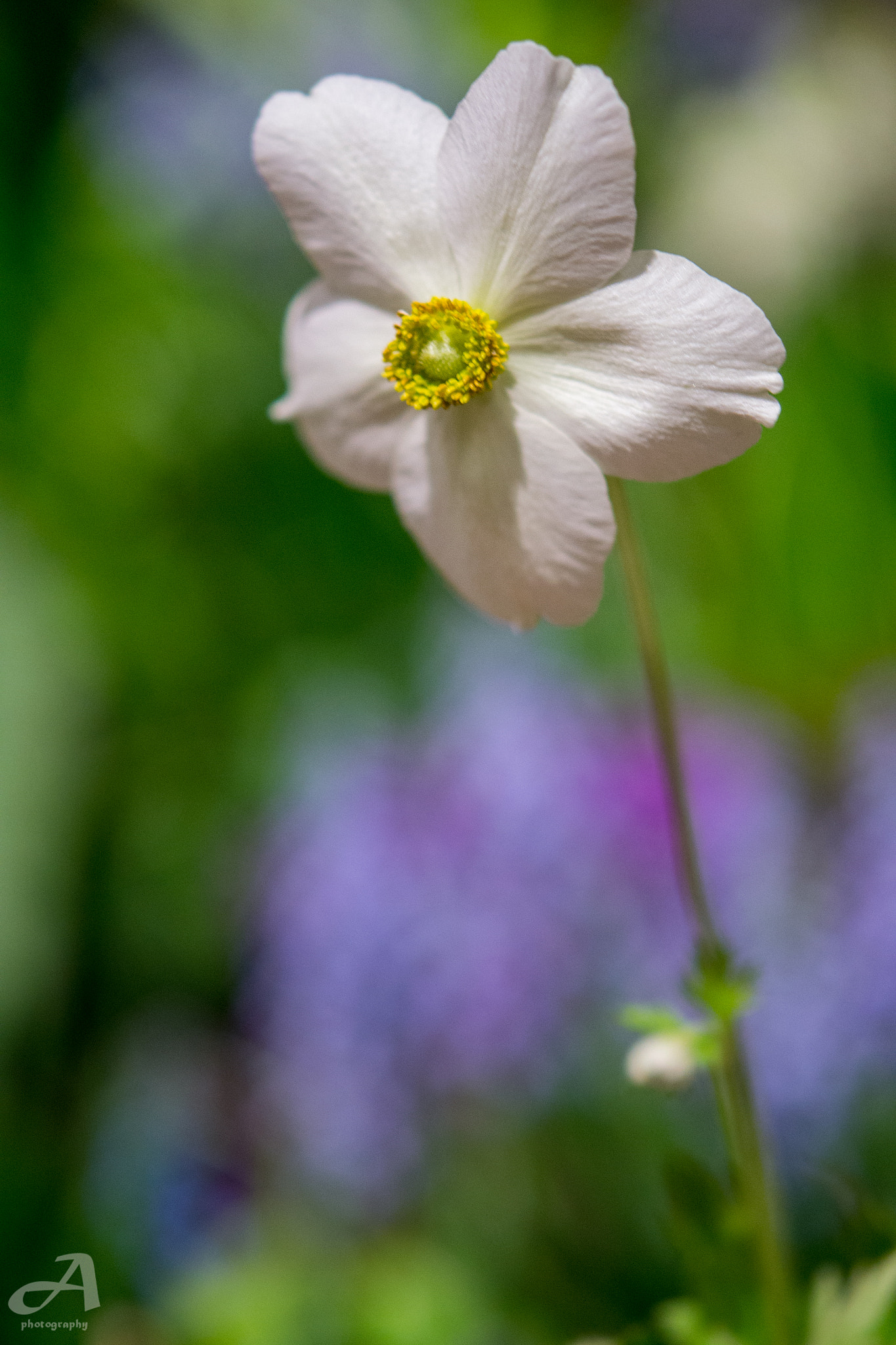 Nikon AF-S Micro-Nikkor 60mm F2.8G ED sample photo. Post. photography