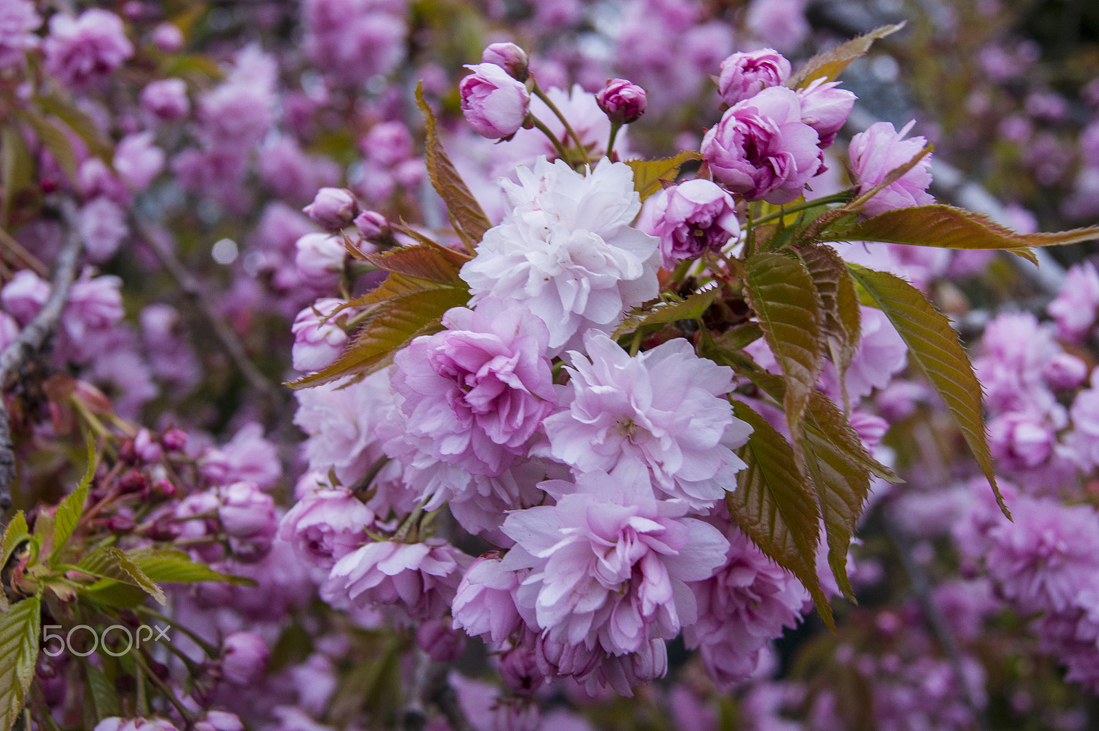 Sony Alpha DSLR-A450 + Sony DT 18-55mm F3.5-5.6 SAM sample photo. Flowers photography