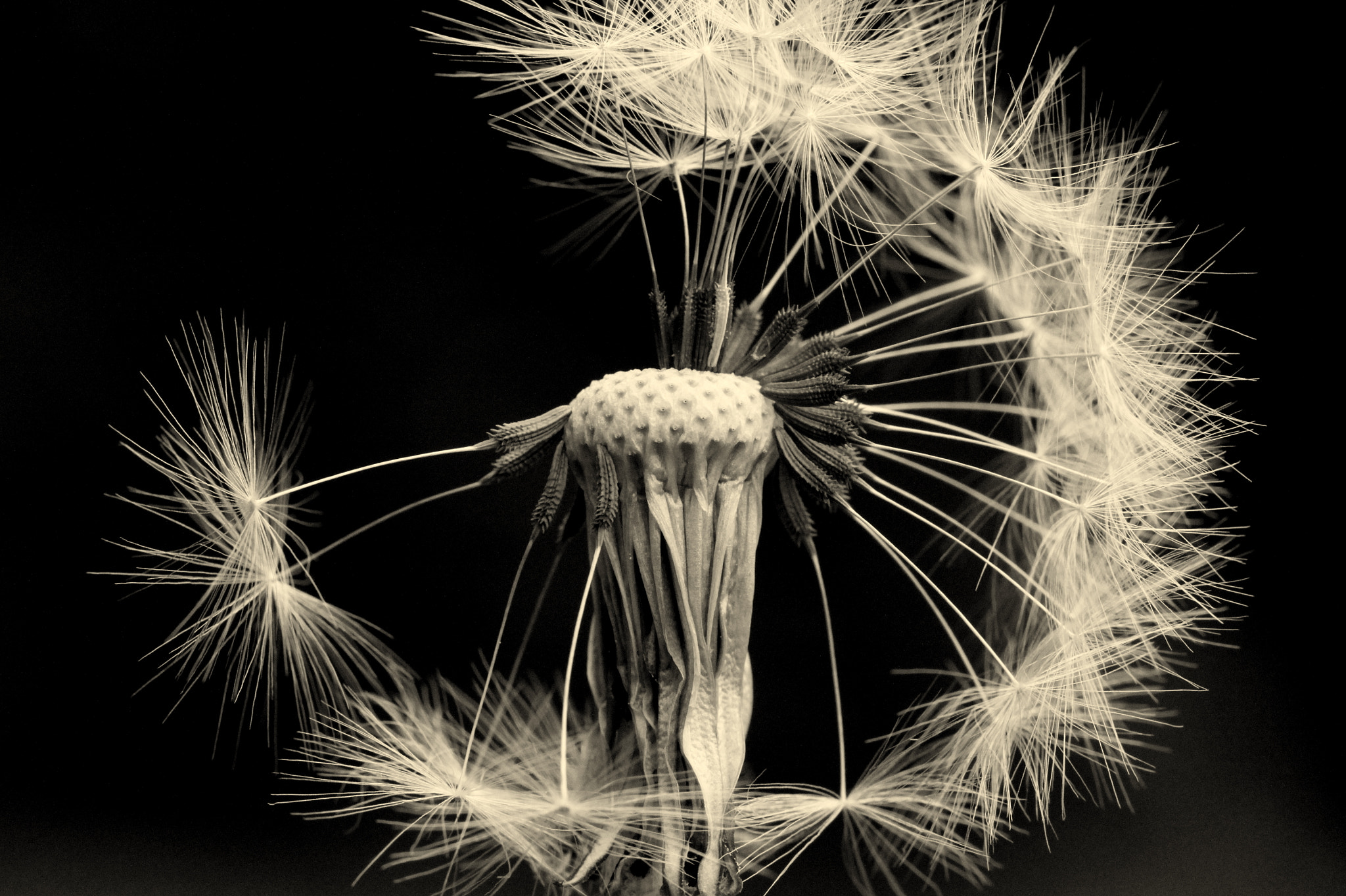Tamron SP AF 60mm F2 Di II LD IF Macro sample photo. Pusteblume photography