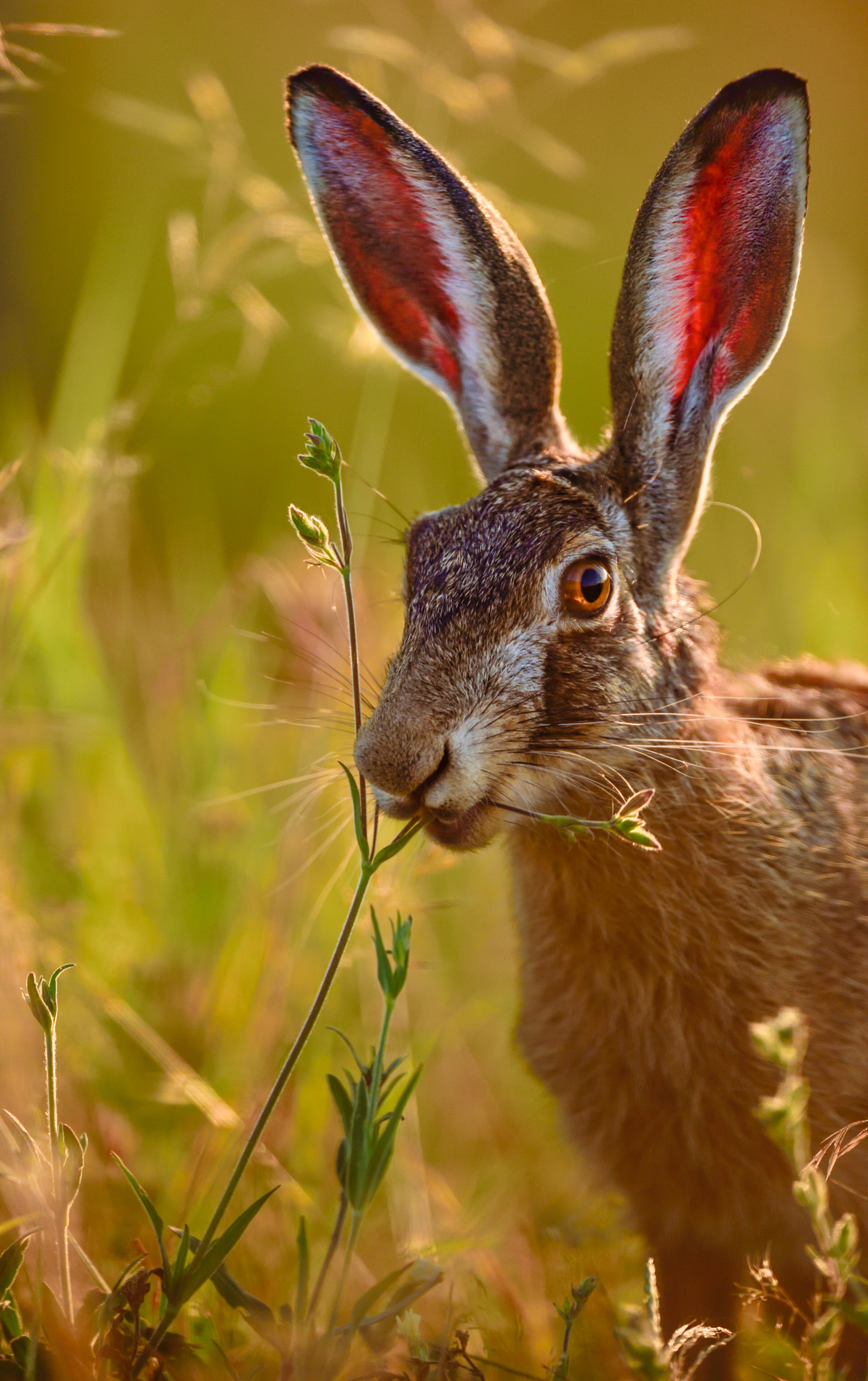 Nikon AF-S Nikkor 400mm F2.8E FL ED VR sample photo. Whats up doc photography