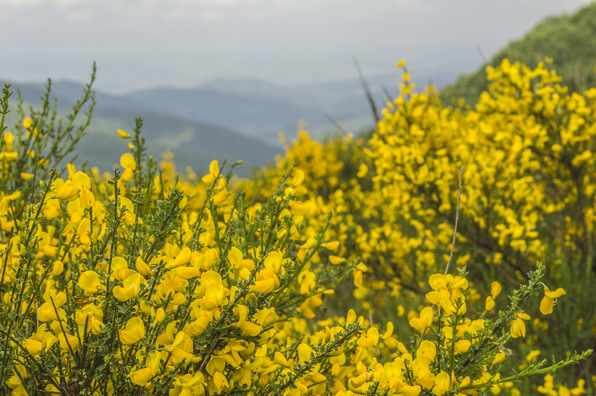 Nikon AF-S Nikkor 28-70mm F2.8 ED-IF sample photo. Broom on mt. photography