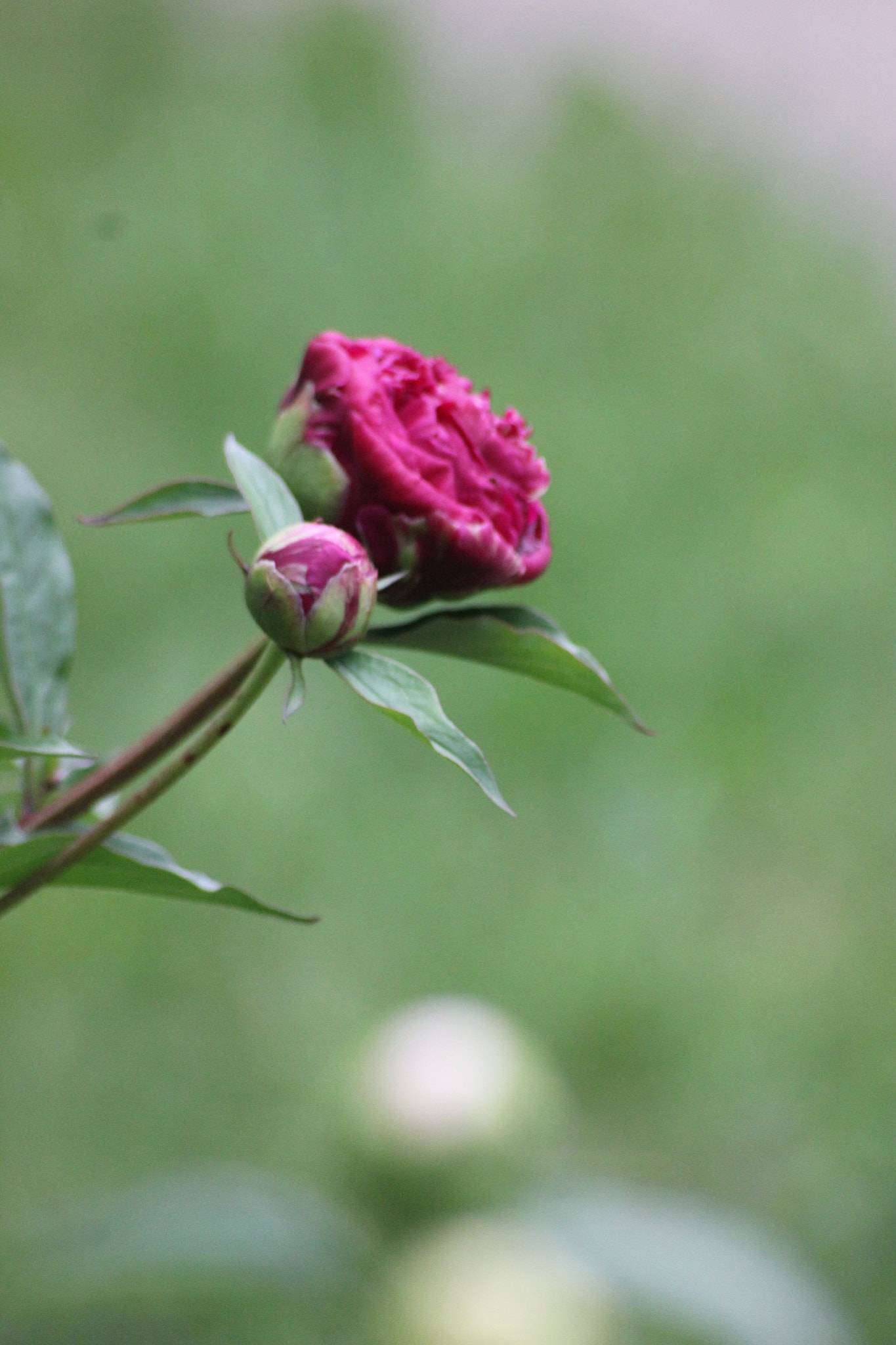 Sigma 70-300mm F4-5.6 APO DG Macro sample photo. Peonies photography