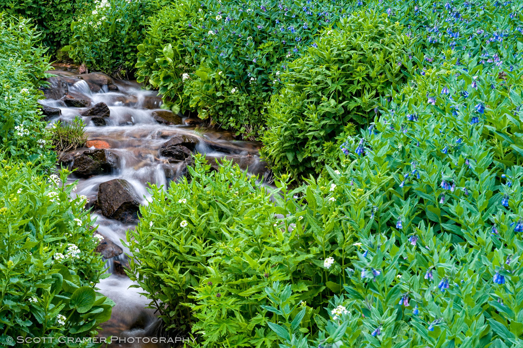 Nikon D300 + AF Nikkor 50mm f/1.8 sample photo. Scenic mountain stream in spring summer photography