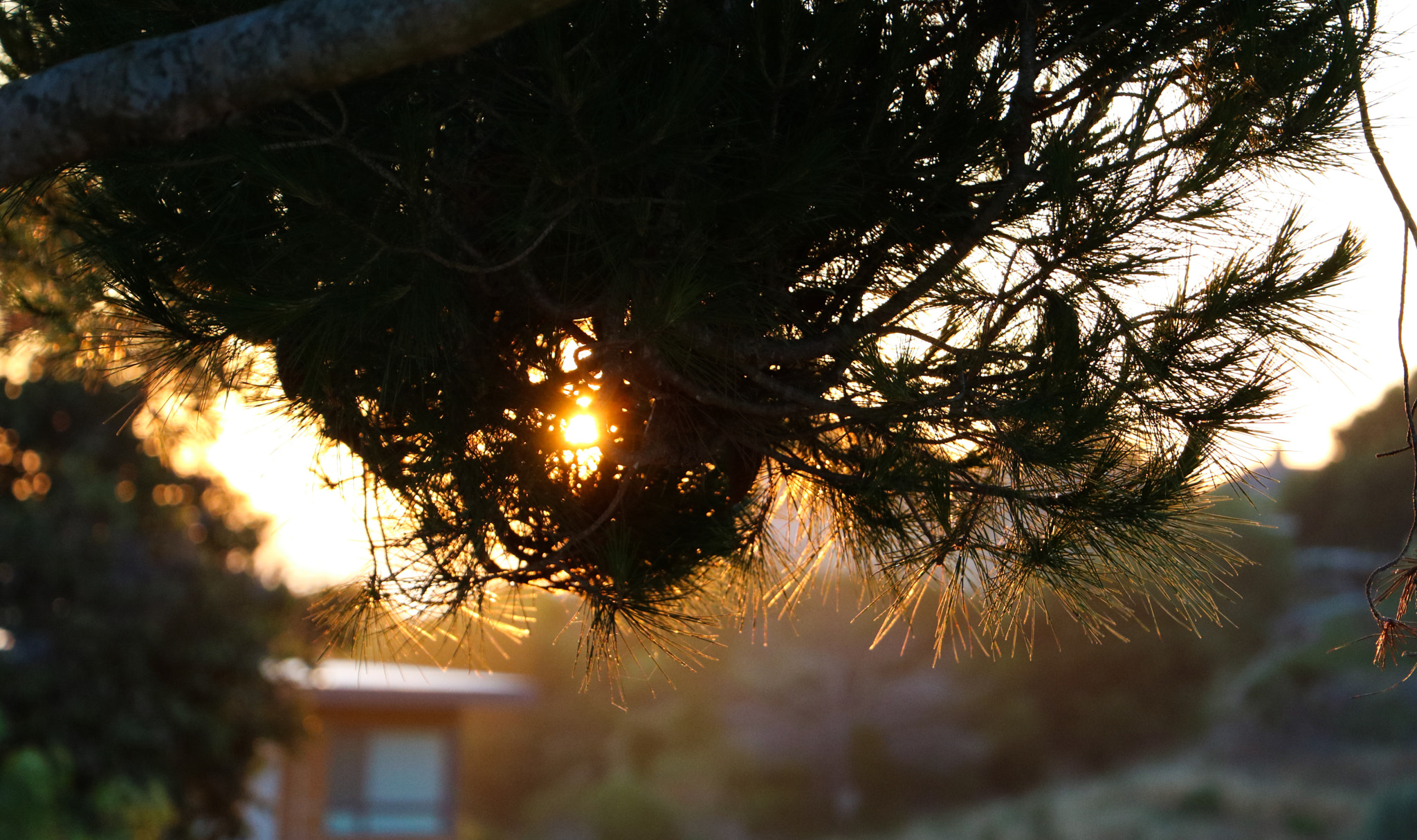 Canon EOS 760D (EOS Rebel T6s / EOS 8000D) sample photo. Light pushing through photography